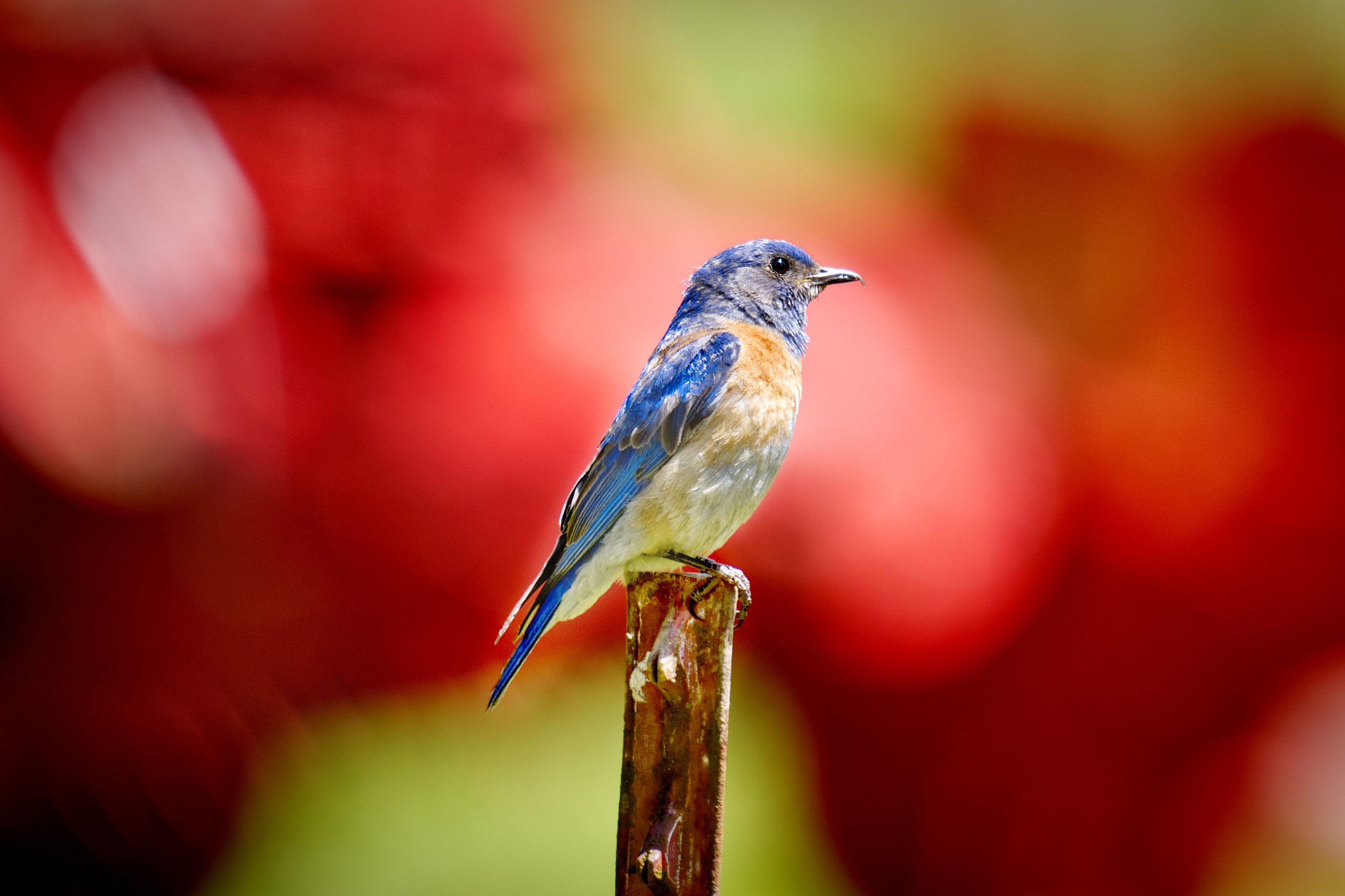 Male Western Blue Bird 5-31-23 Red Background.jpg