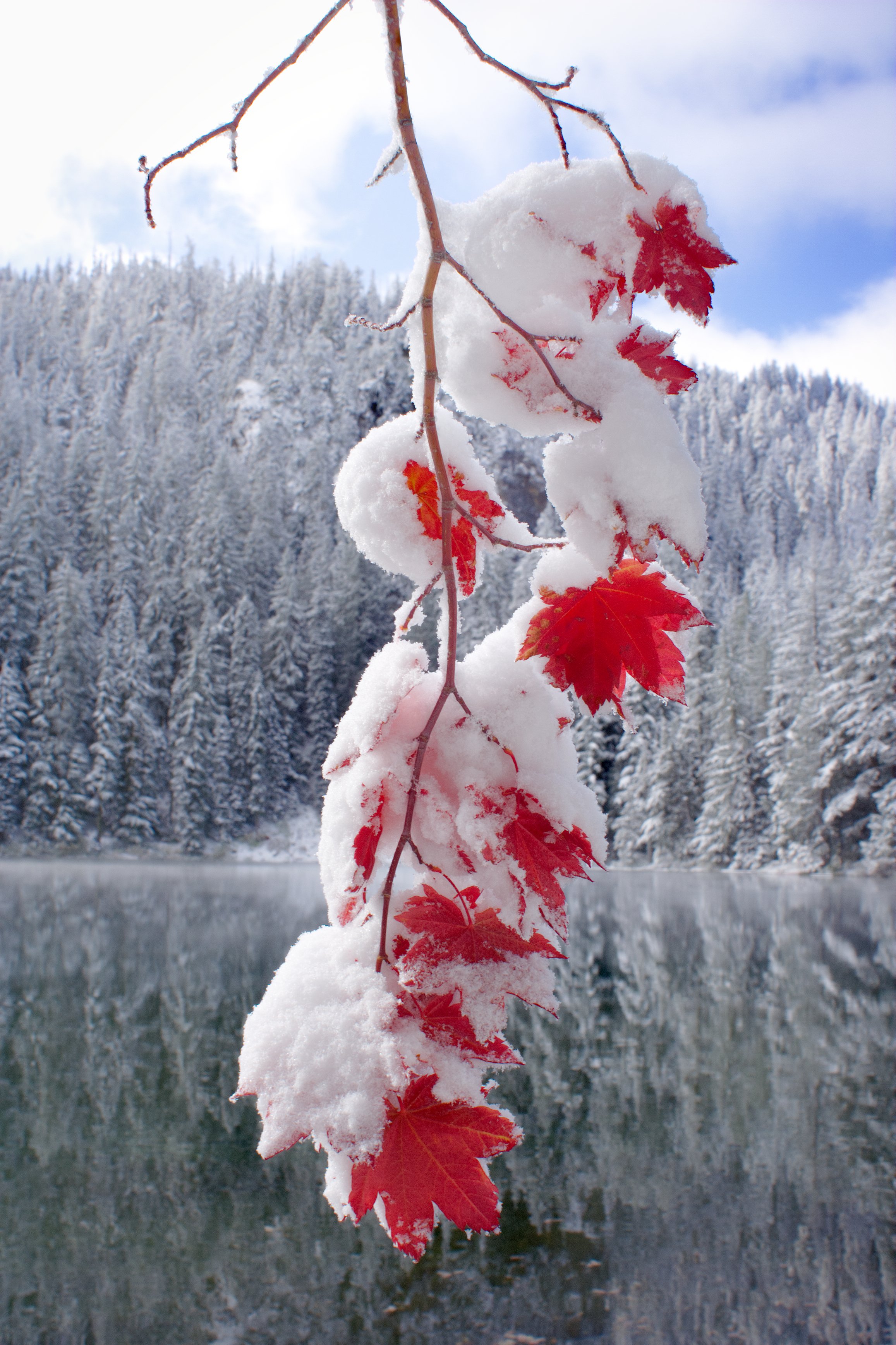 Viny Maple First Snow Twin Lakes.jpg