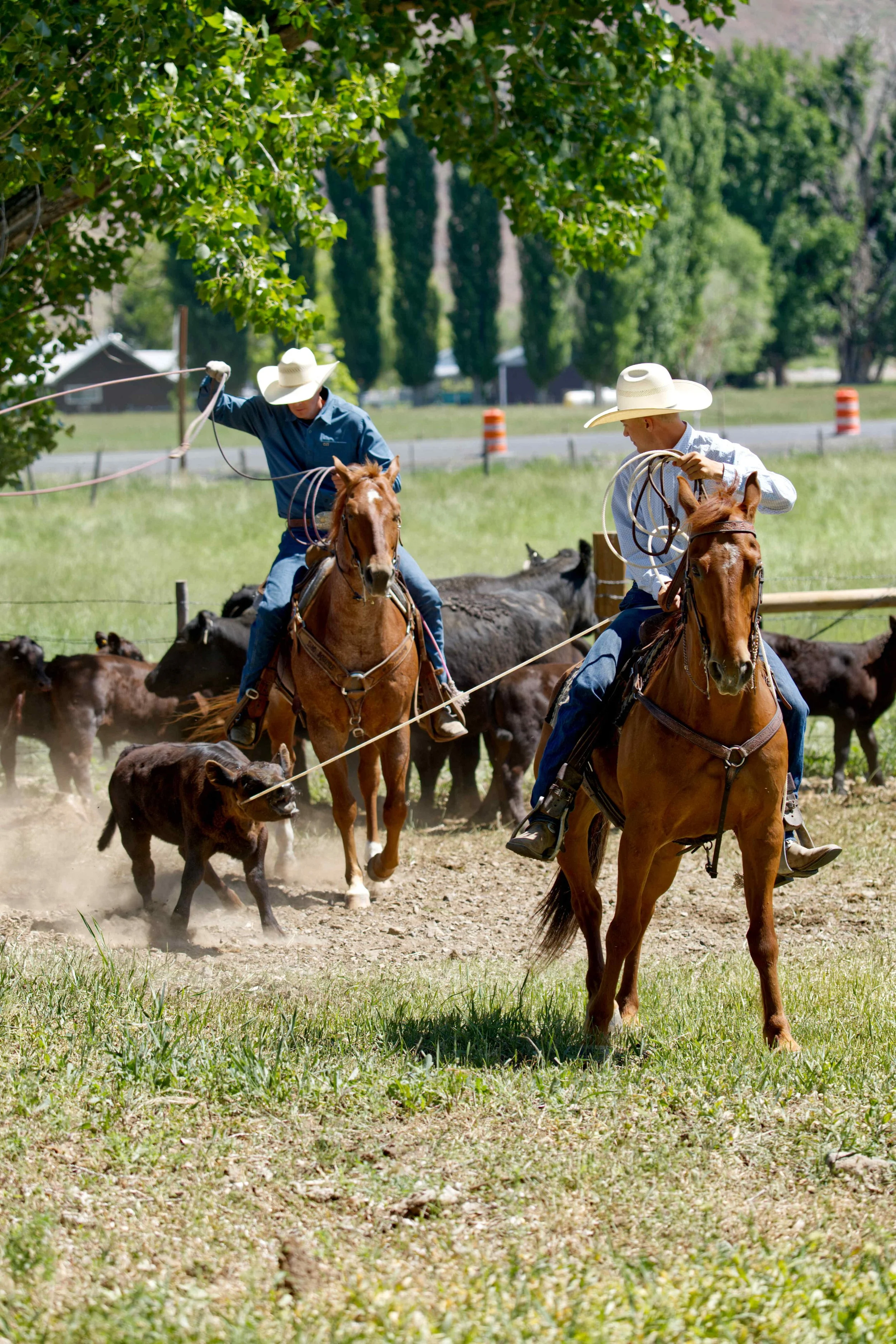 Cowboys Roping Juntura Horse Sale 6-3-23.jpg