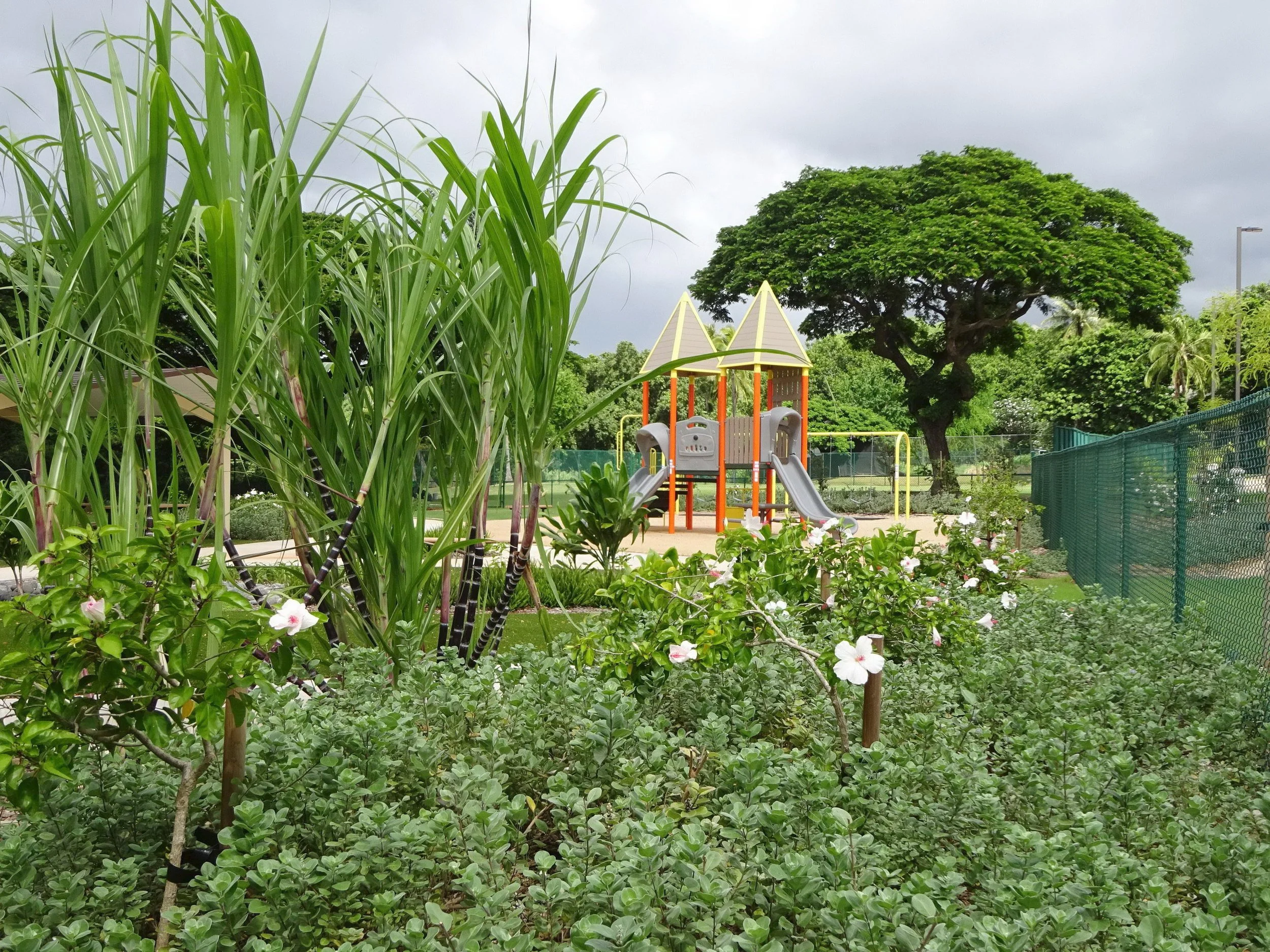 Native Vegetation.jpg