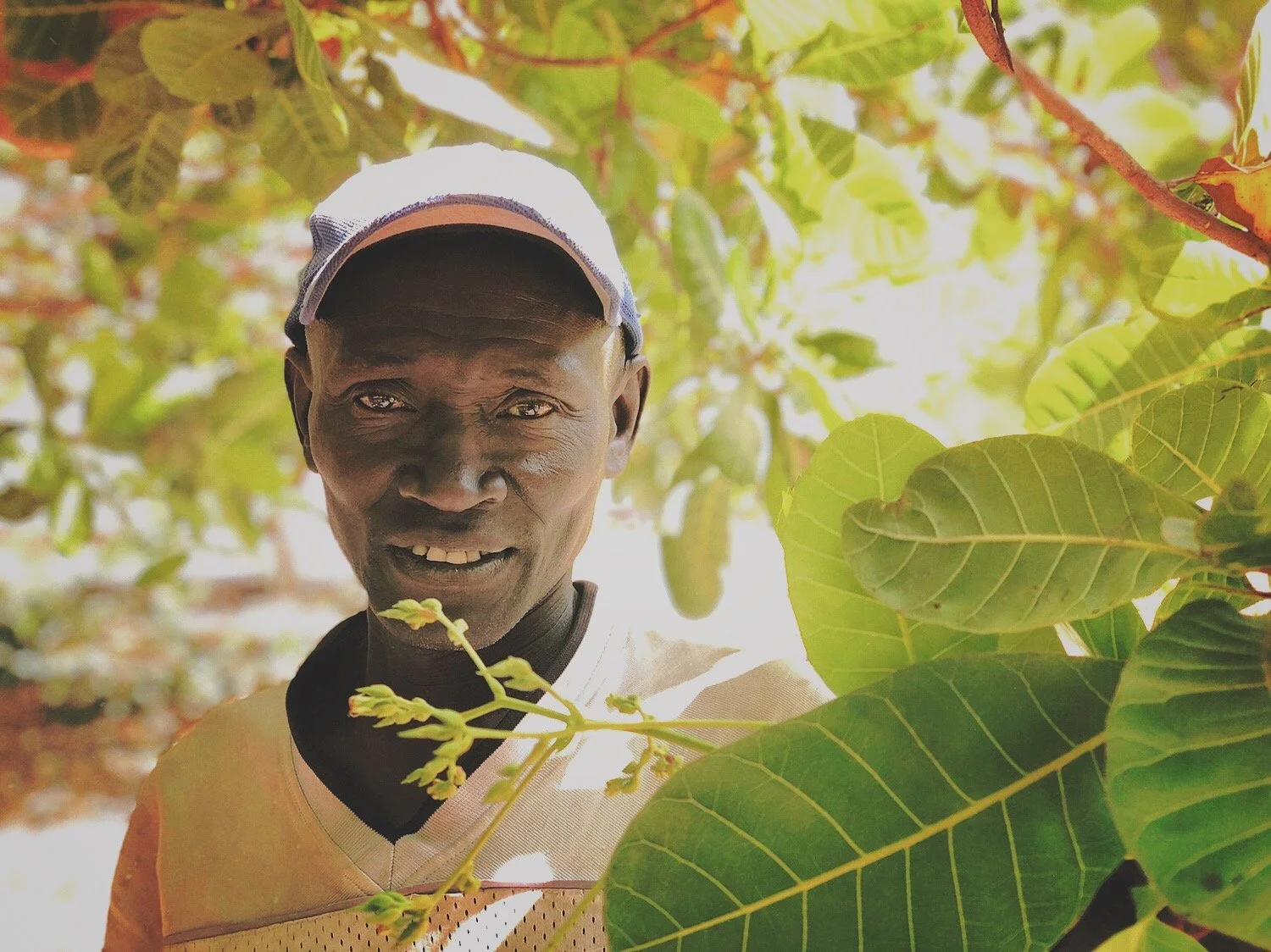 CASHEWS &amp; BEACH COWS