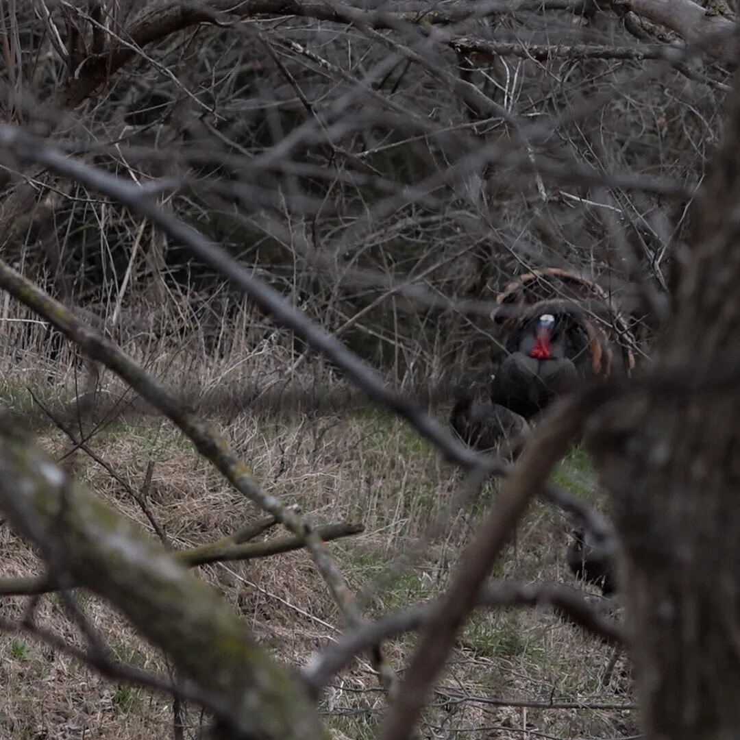 They've been playing the game... and a little too well at that. One of these days we'll make the right moves. #hunt #hunting #turkeyhunting #nebraska #nebraskahunting