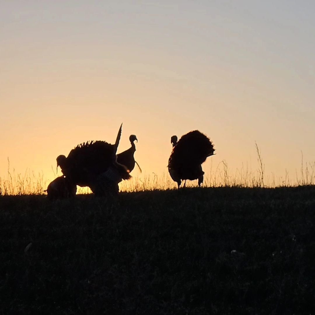 We tagged out on a couple birds early in the season. But we will be back out in the last few weeks of May!! #hunt #hunting #turkeyhunting #longbeard #nebraska #nebraskahunting #publicland #outdoors