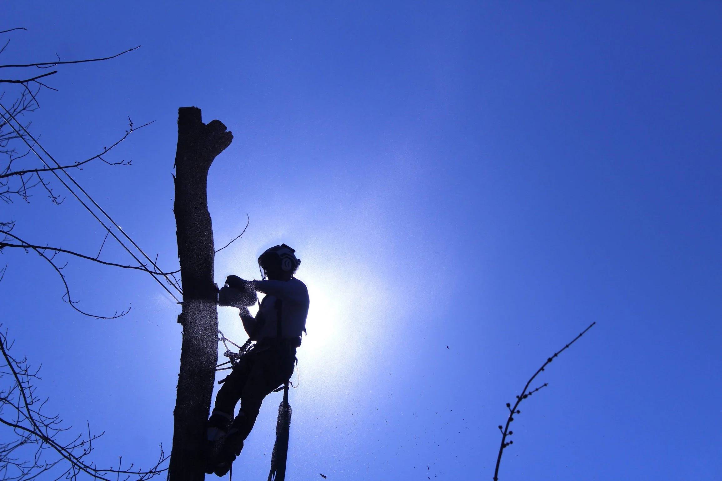 tree trimming.jpg