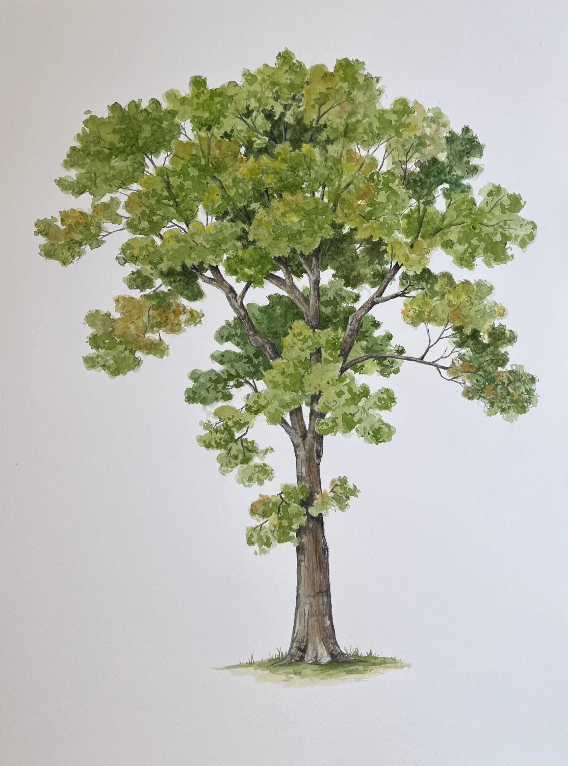 A watercolor painting of a tall green tree with a thick trunk and lush foliage.