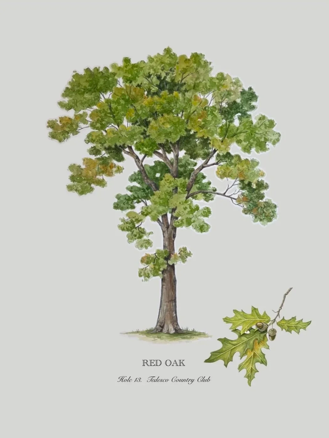 Illustration of a red oak tree with green and some yellowing leaves, labeled as 'Red Oak', with a detailed branch and leaf depiction at the bottom right.
