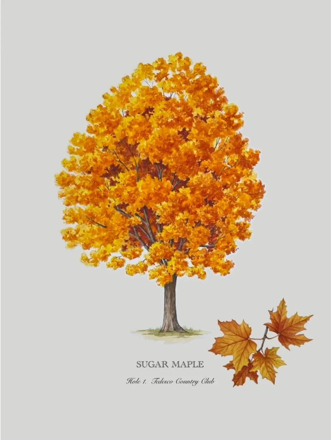 An illustration of a sugar maple tree with orange fall foliage, and a close-up of three orange leaves from the tree, with text indicating it is a sugar maple from Tedesco Country Club.