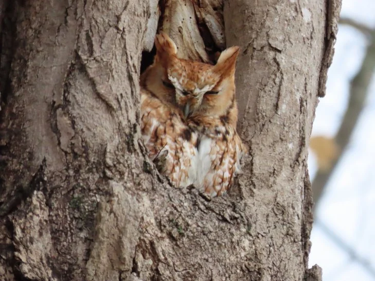 Winter Bird Walk with Barbara Mansell 