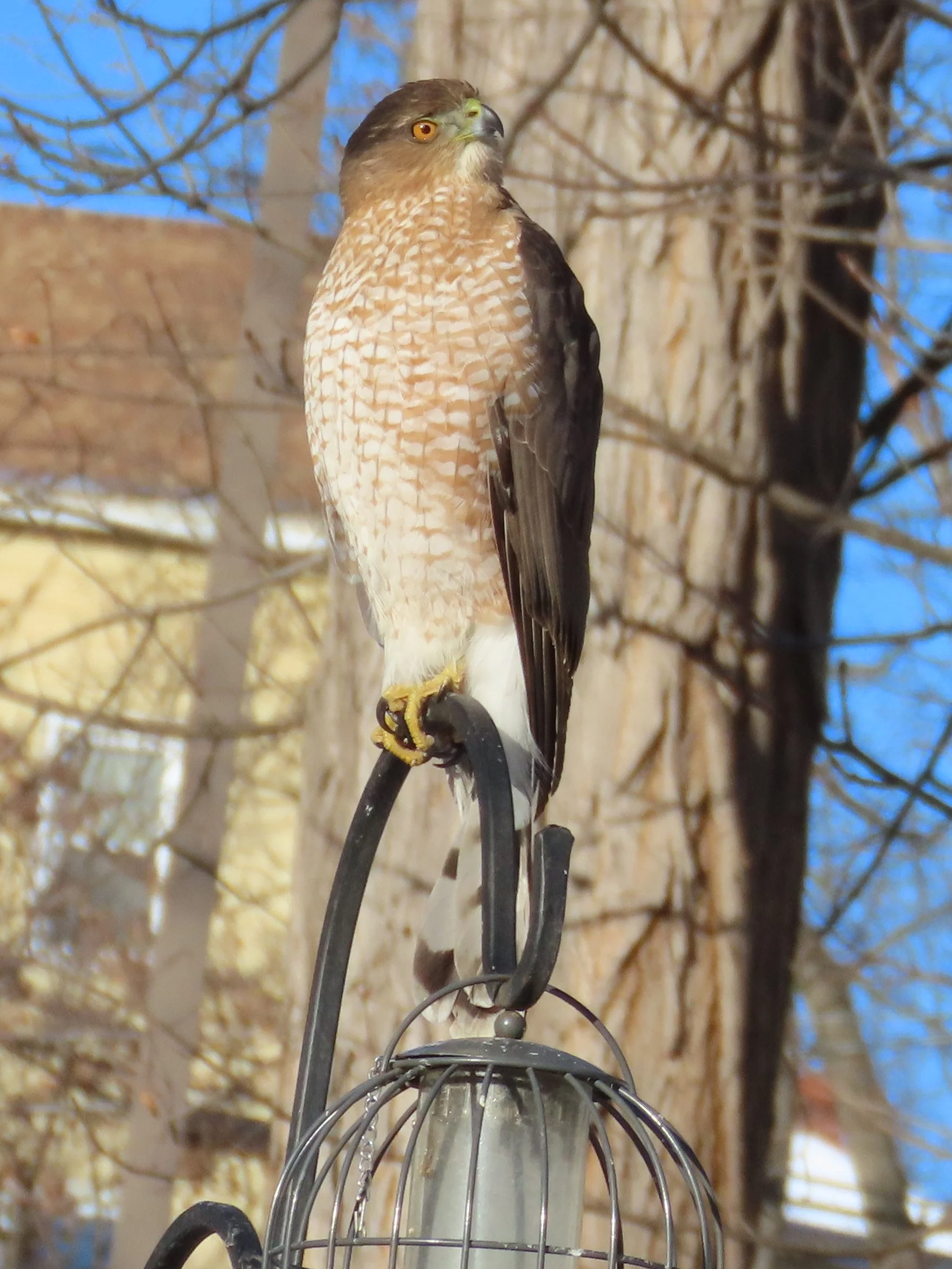 Cooper's Hawk