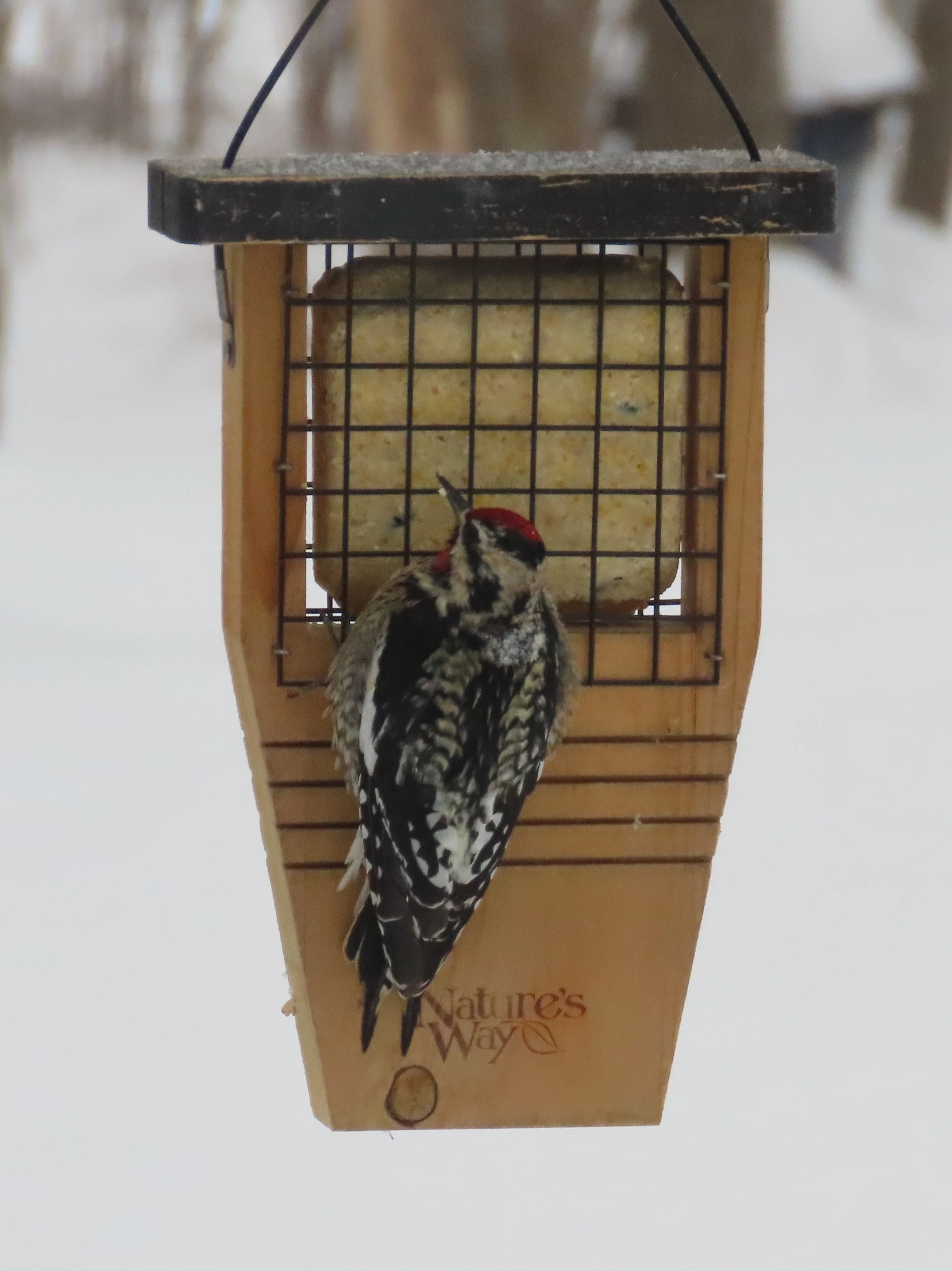 Yellow-bellied Sapsucker