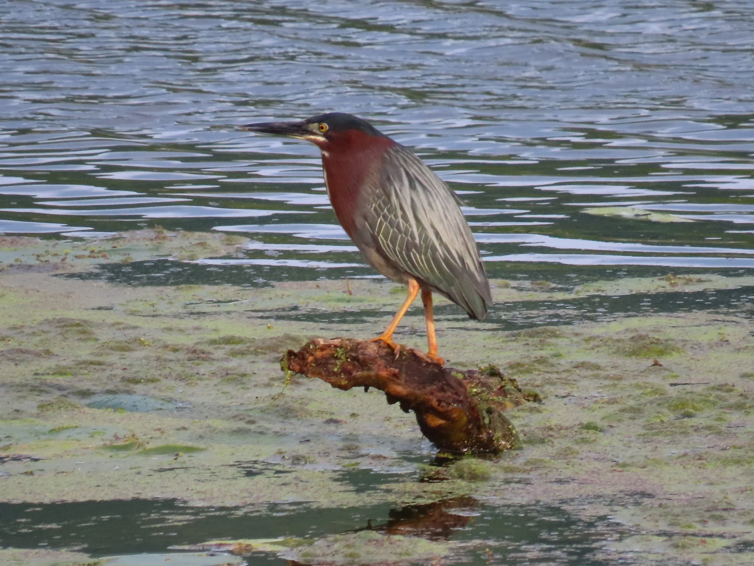 Green Heron