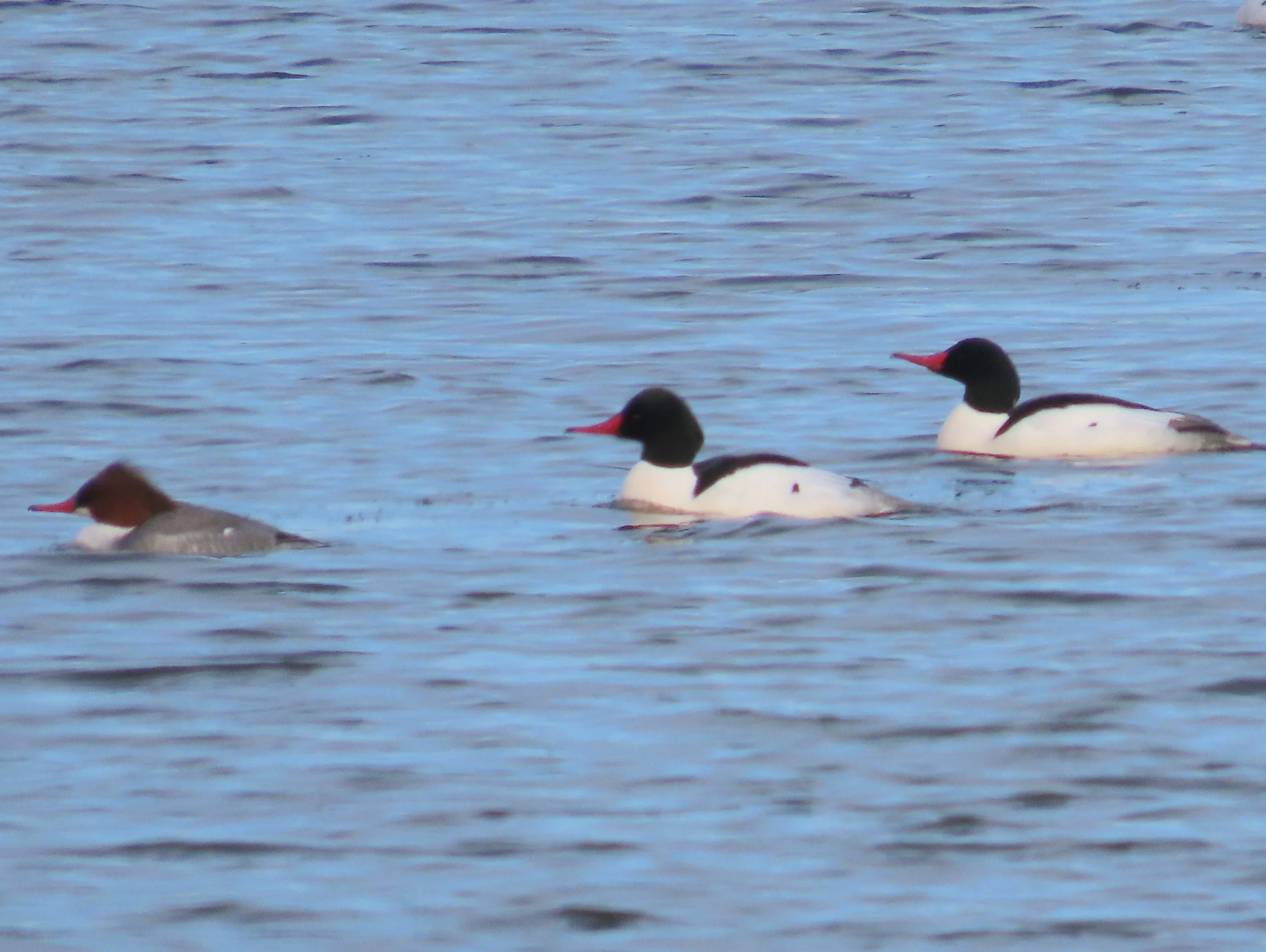Common Merganser