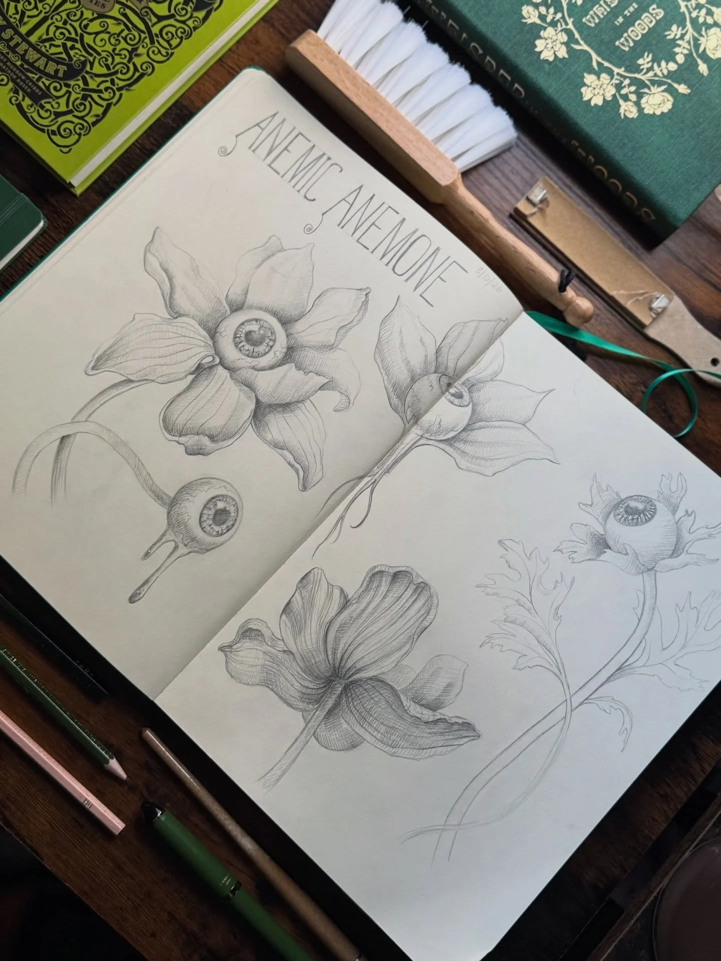 🌸Anemic Anemone Sketchbook Spread 🌸 

#darkacademiavibes #cottagecoreaesthetic #botanicalartlovers #sketchbookdrawing #whimsigoth