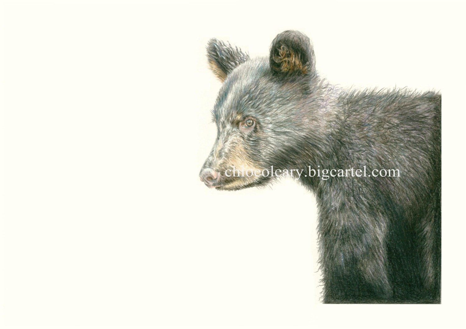 Black Bear Cub Print
