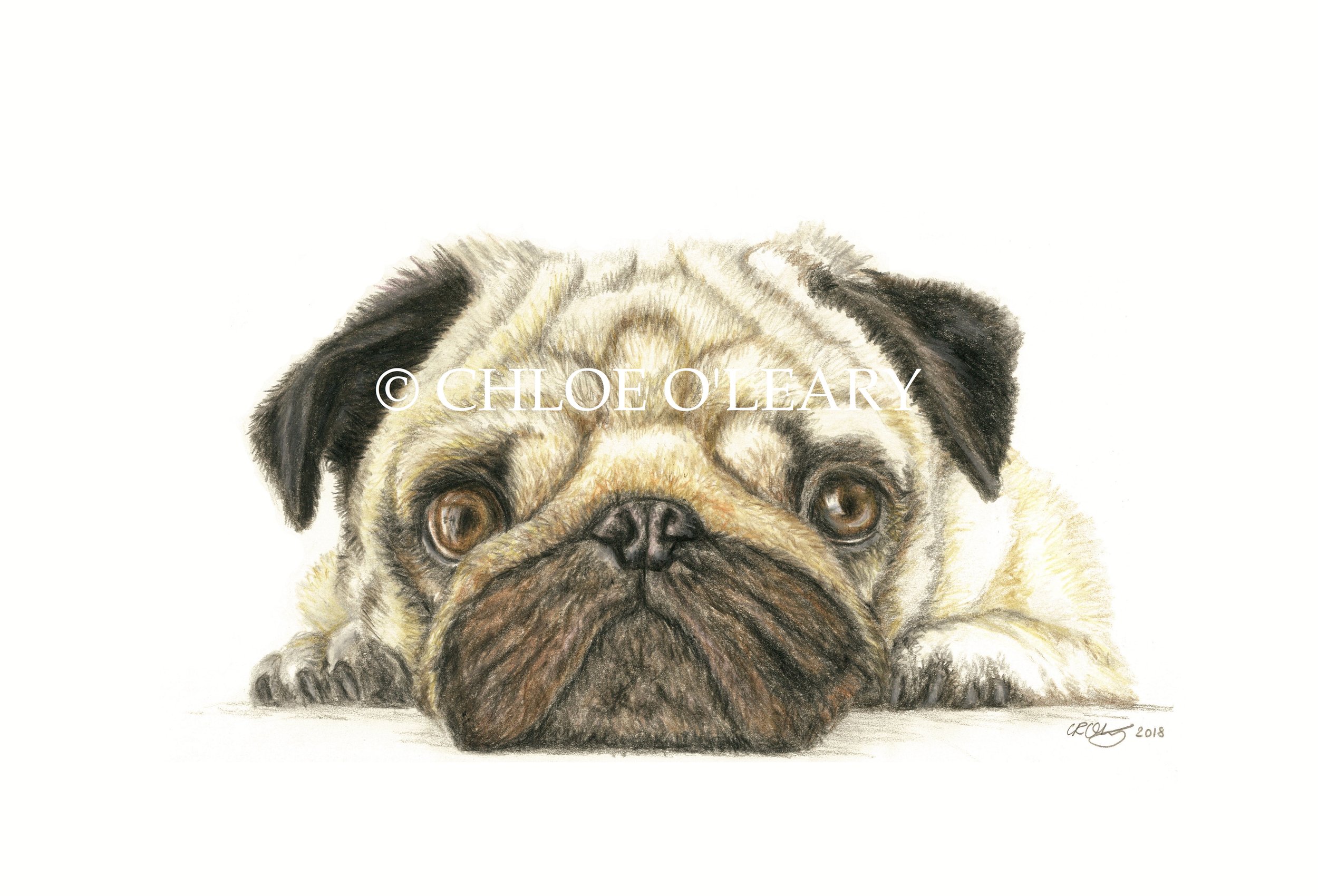 pug edit - Copy.jpg