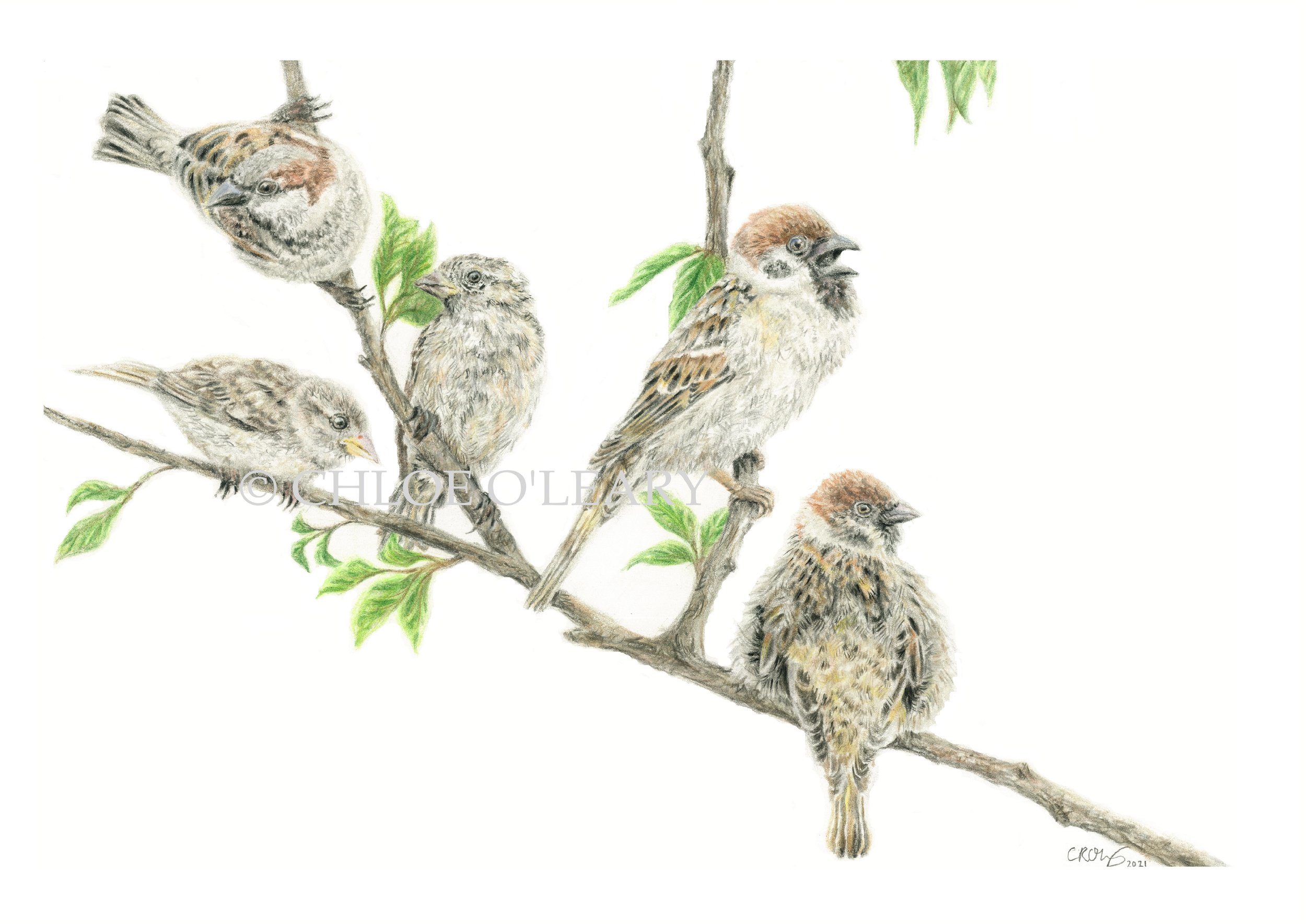 Sparrows - Copy.jpg