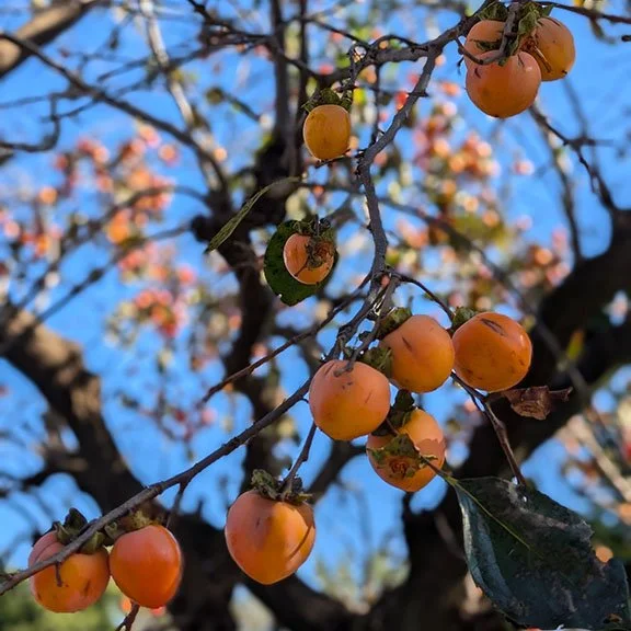 The Perfect Balance of a Persimmon
