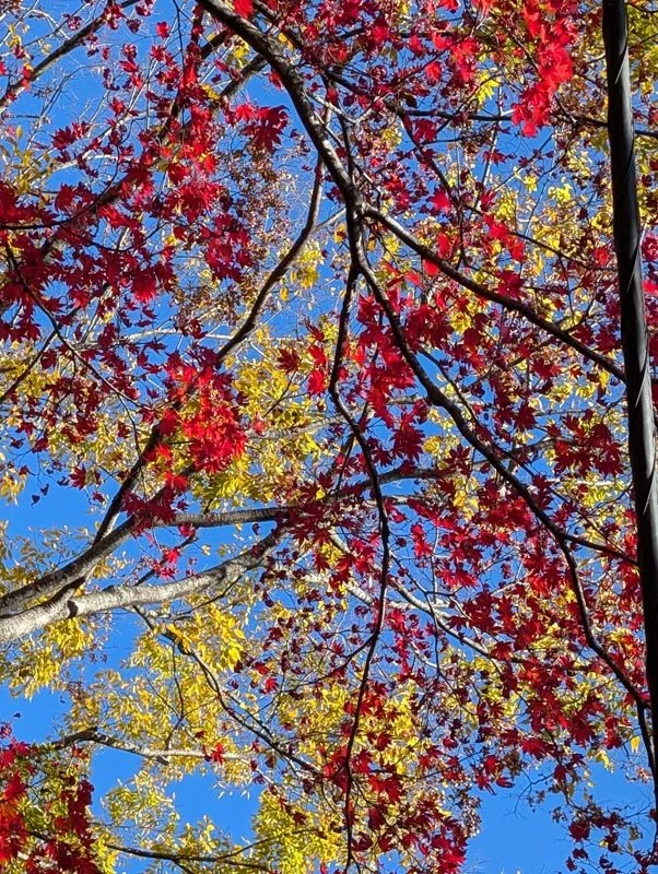 What Fall Leaves Taught Me About Paradox (And Why It Matters for a Creative Life)