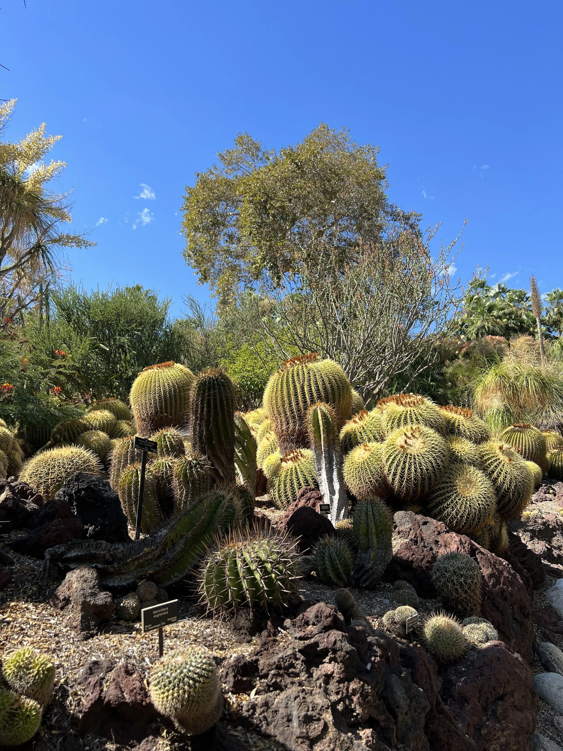 Cactus plants of various sizes and types under a clear blue sky in a botanical garden.