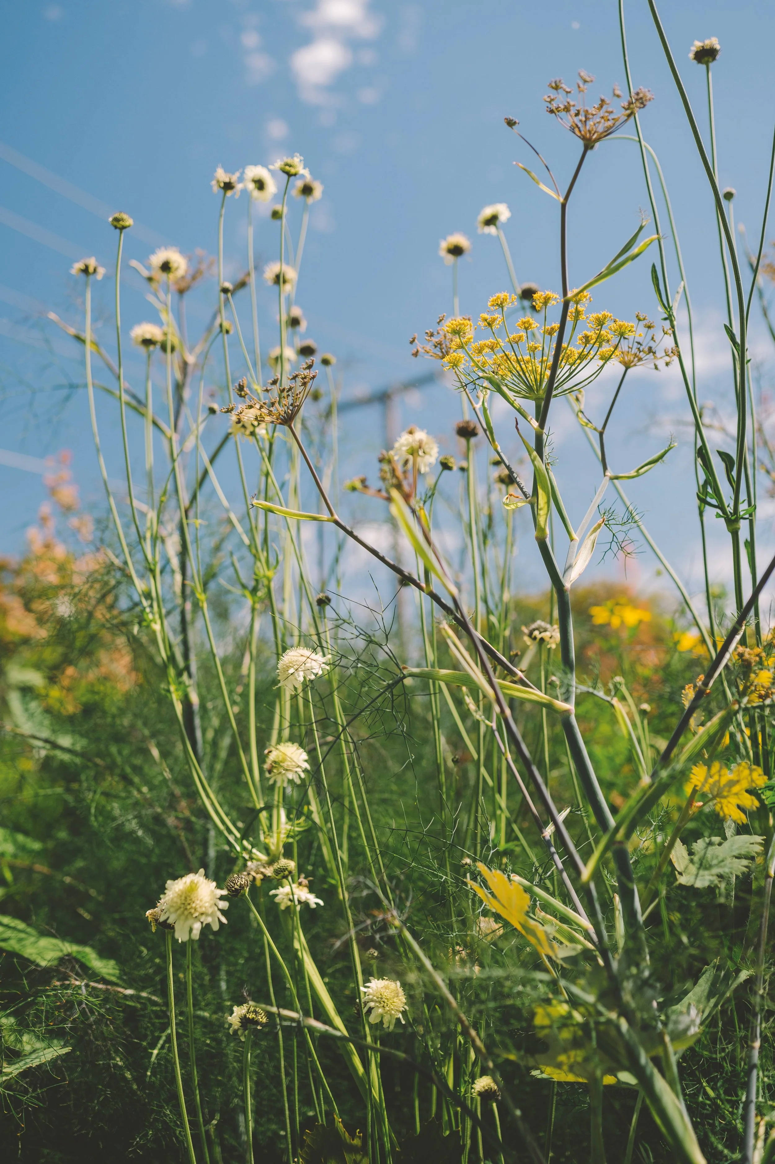 Super Bloom Podcast