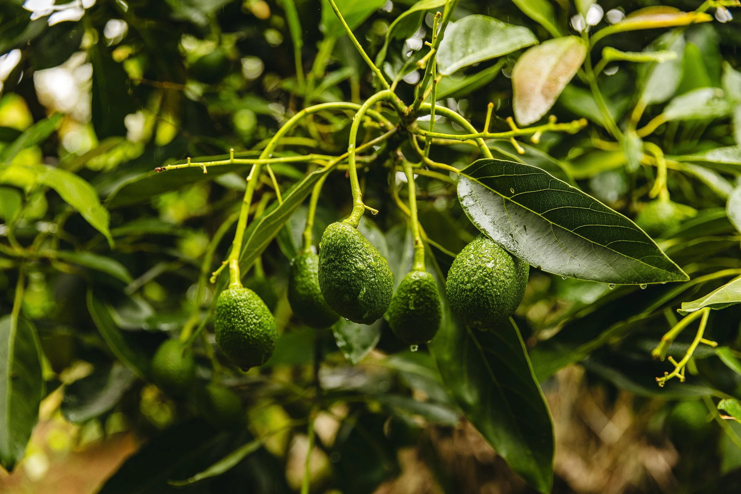 Ilumography Riverbend Garden Wedding Photographer New Plymouth_001.jpg