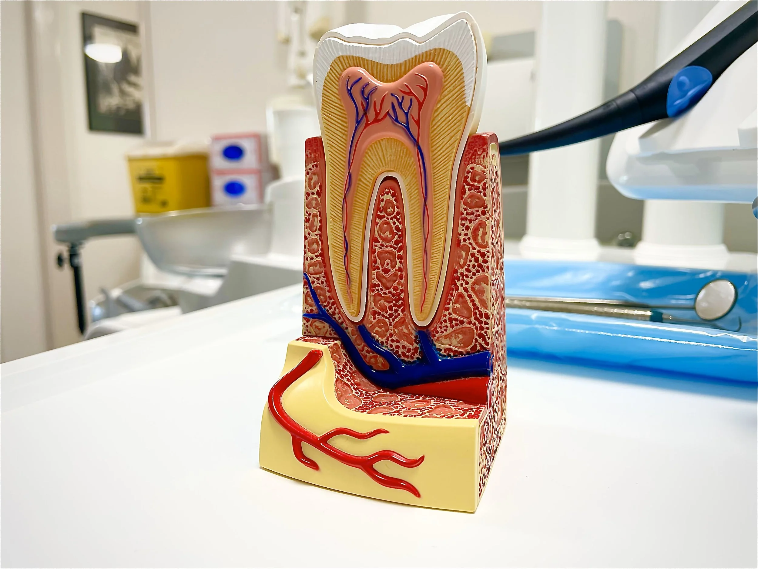 Medical anatomical model of a human tooth showing internal structures, including nerves and blood vessels, on a white medical table with medical equipment in the background.