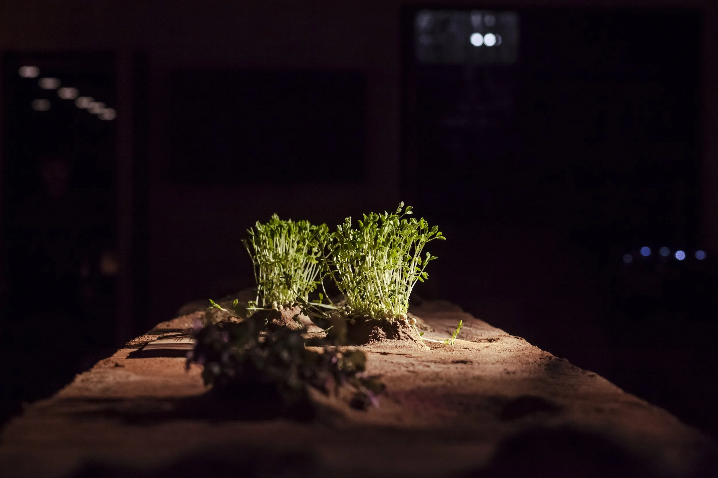 heiter+x_terra+firma_viimsi+artrium_okt+2022_photography+alana+proosa-7 copy.jpg