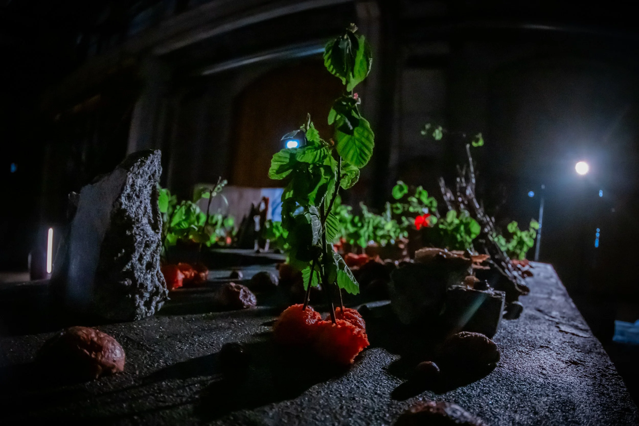 DSC_4444- by Karen Harms.jpg