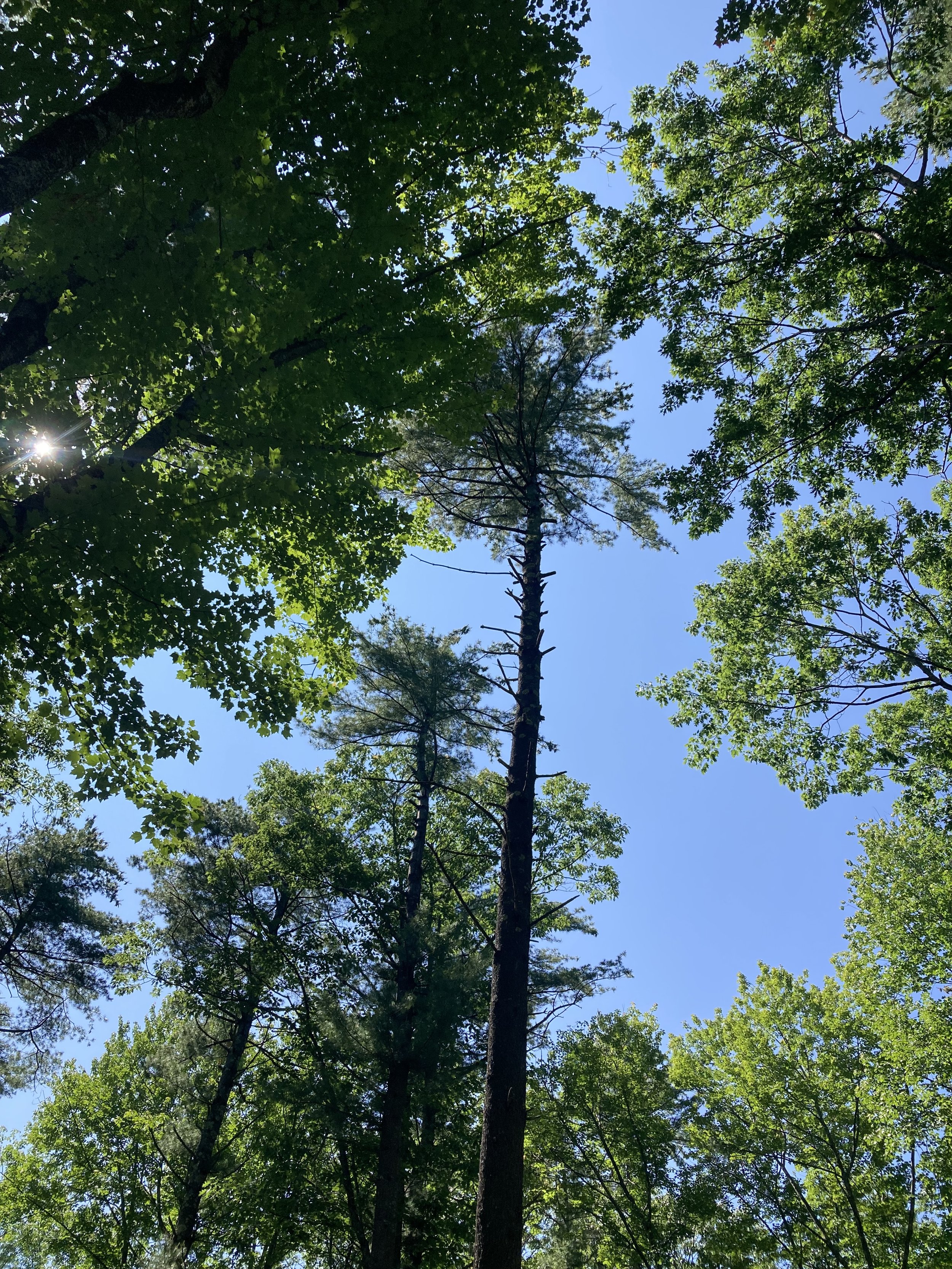 Evergreen Walk Trees.jpg
