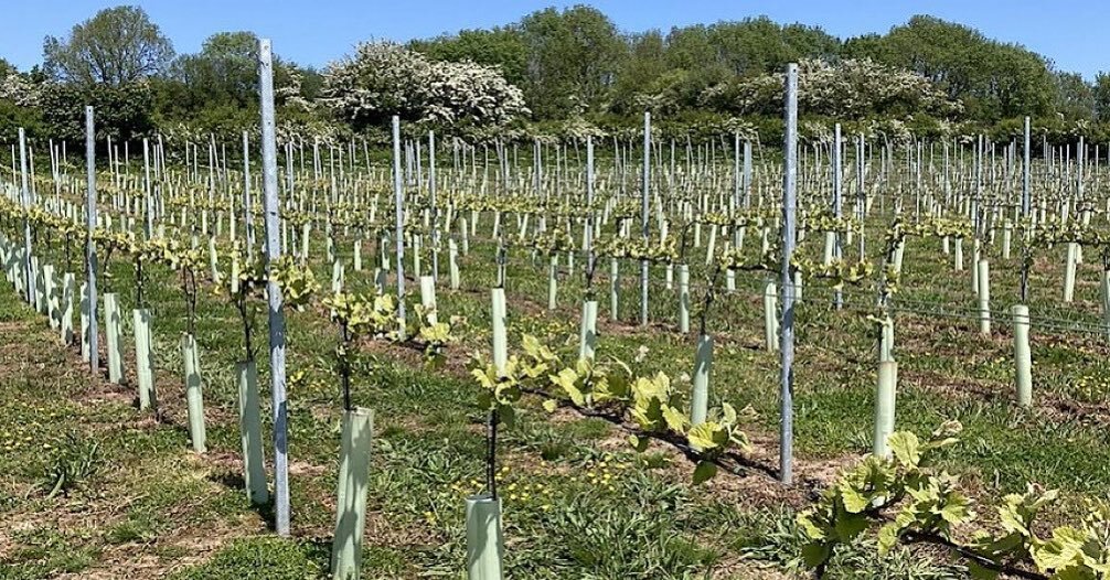 TODAY! As part of the @valefoodtrail , Liz &amp; Peter Loch invite you to visit St Hilary Vineyard to find out why vineyard establishment is a slow process - and how low intervention growing helps keep a balance with the natural environment. 

Heddiw