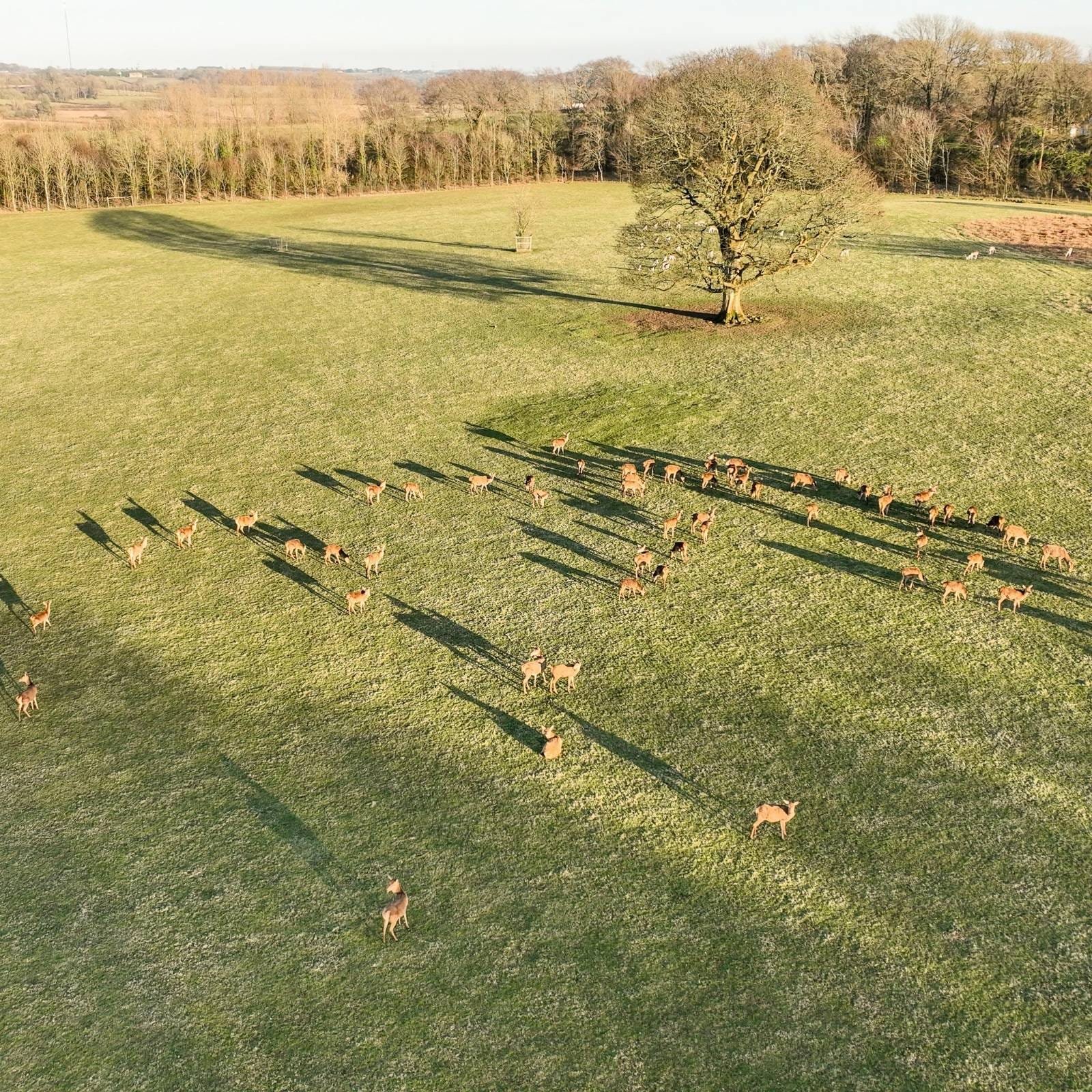 Llantrithyd Park – Guided deer walk (Copy)