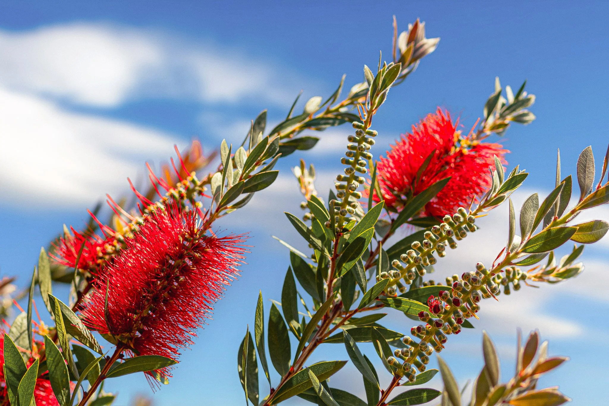 Bottlebrush flowers against blue sky