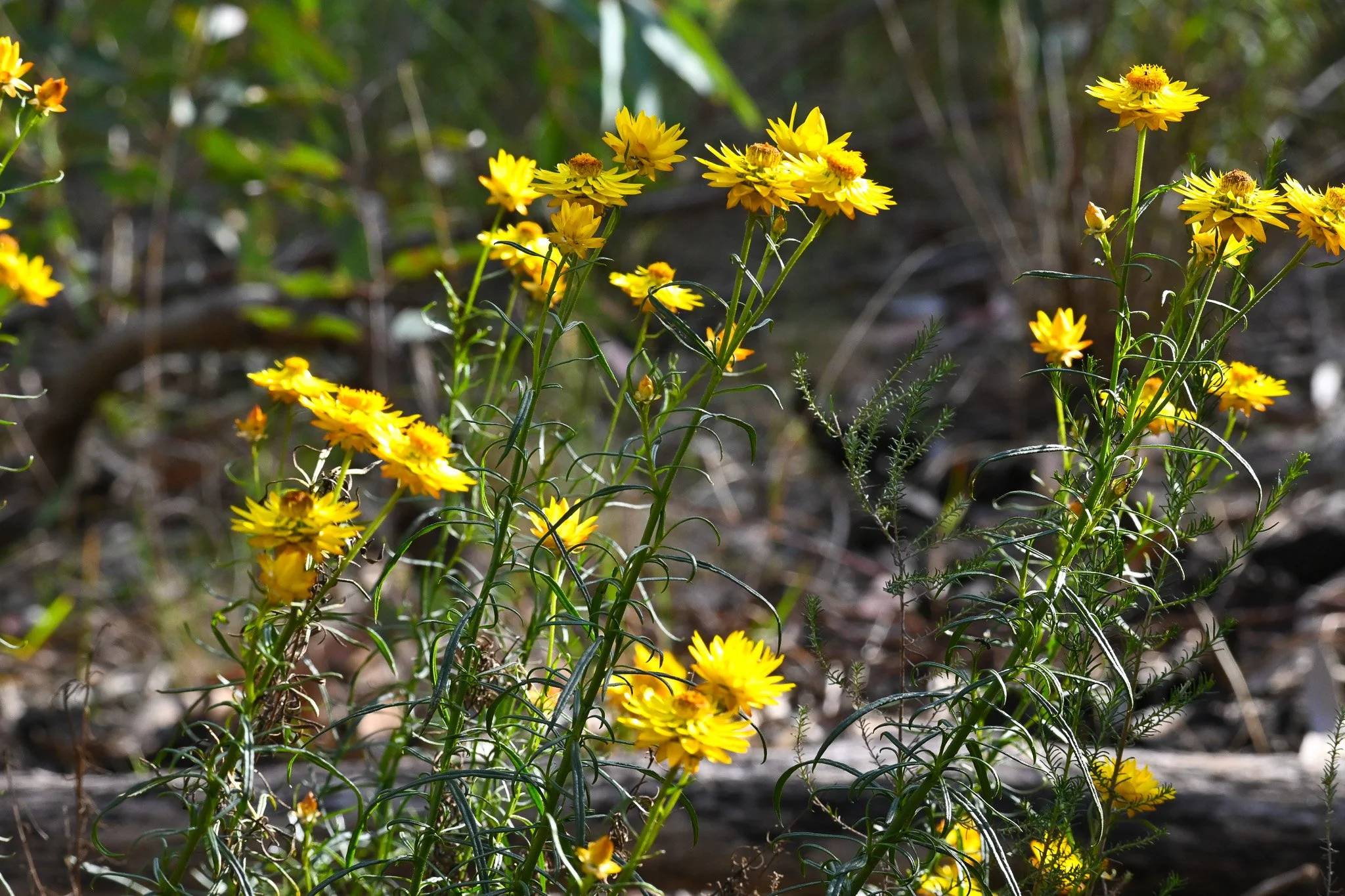 Yellow everlastings in bloom