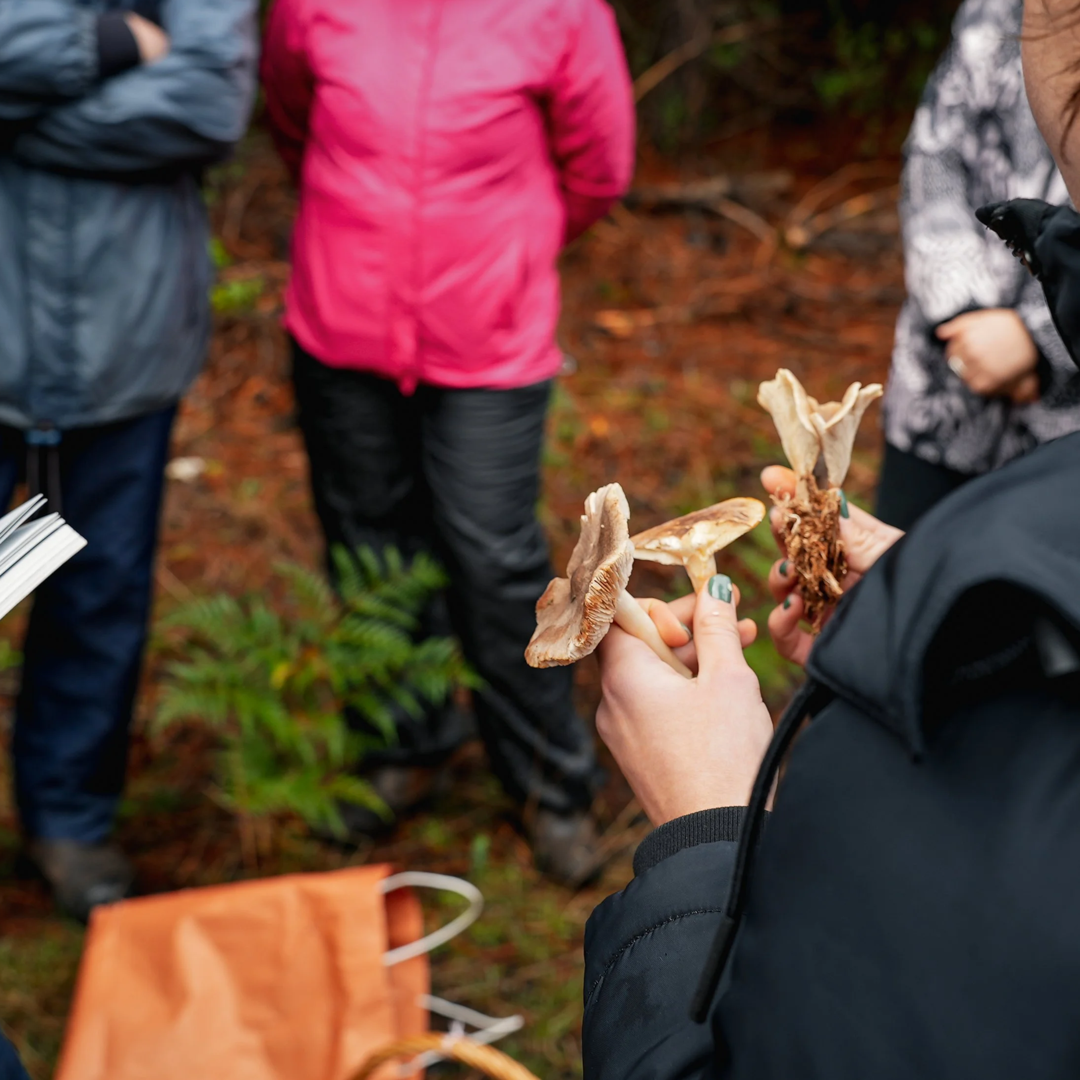 mushroom species being examined by hand