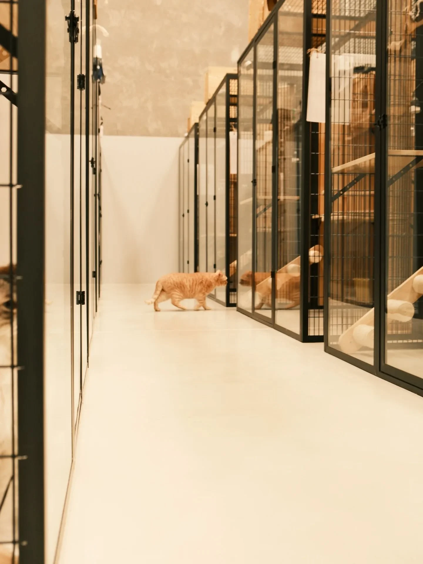 This sweet orange wanderer looks like it&rsquo;s on the cutest secret mission 💛 #melbourneboarding
#melbournefoodie
#melbournecatsitter #melbournecattery #mel #melbournecats #melbmoment