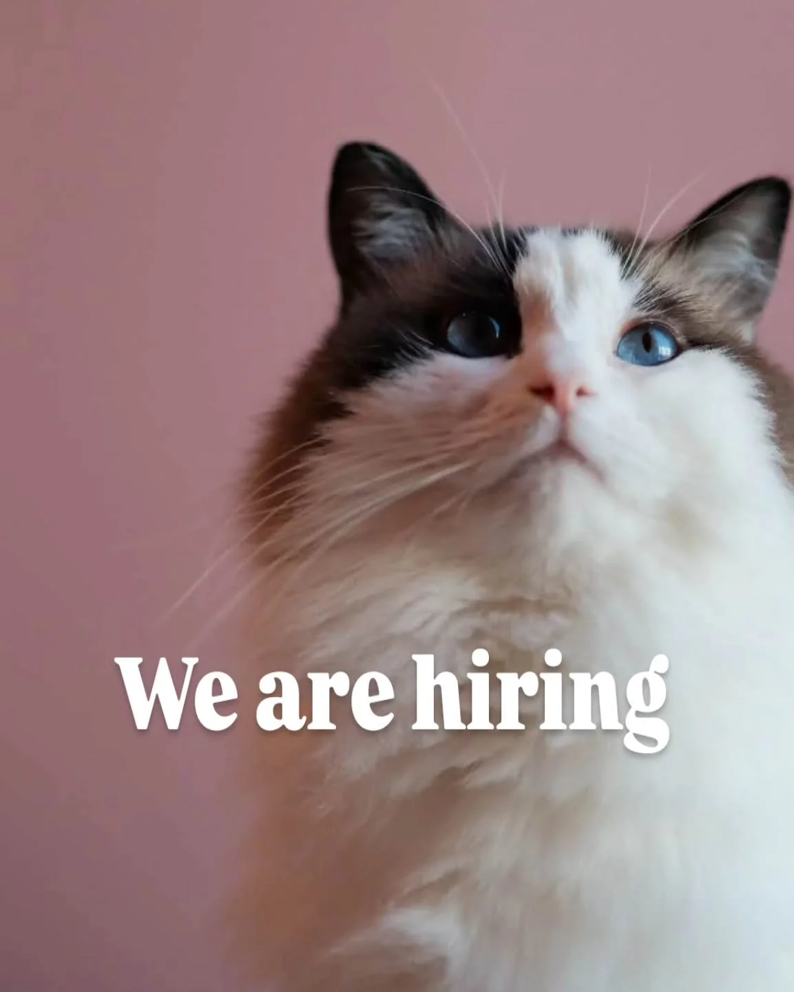 Ideal Candidate:
✅ A true cat enthusiast
✅ 18+ years old with a valid driver&rsquo;s license🚙 
✅ Fluent in English (communication is key!) 
✅ Responsible, attentive, and great customer service
✅ Pet care experience or related studies

📩 How to Appl