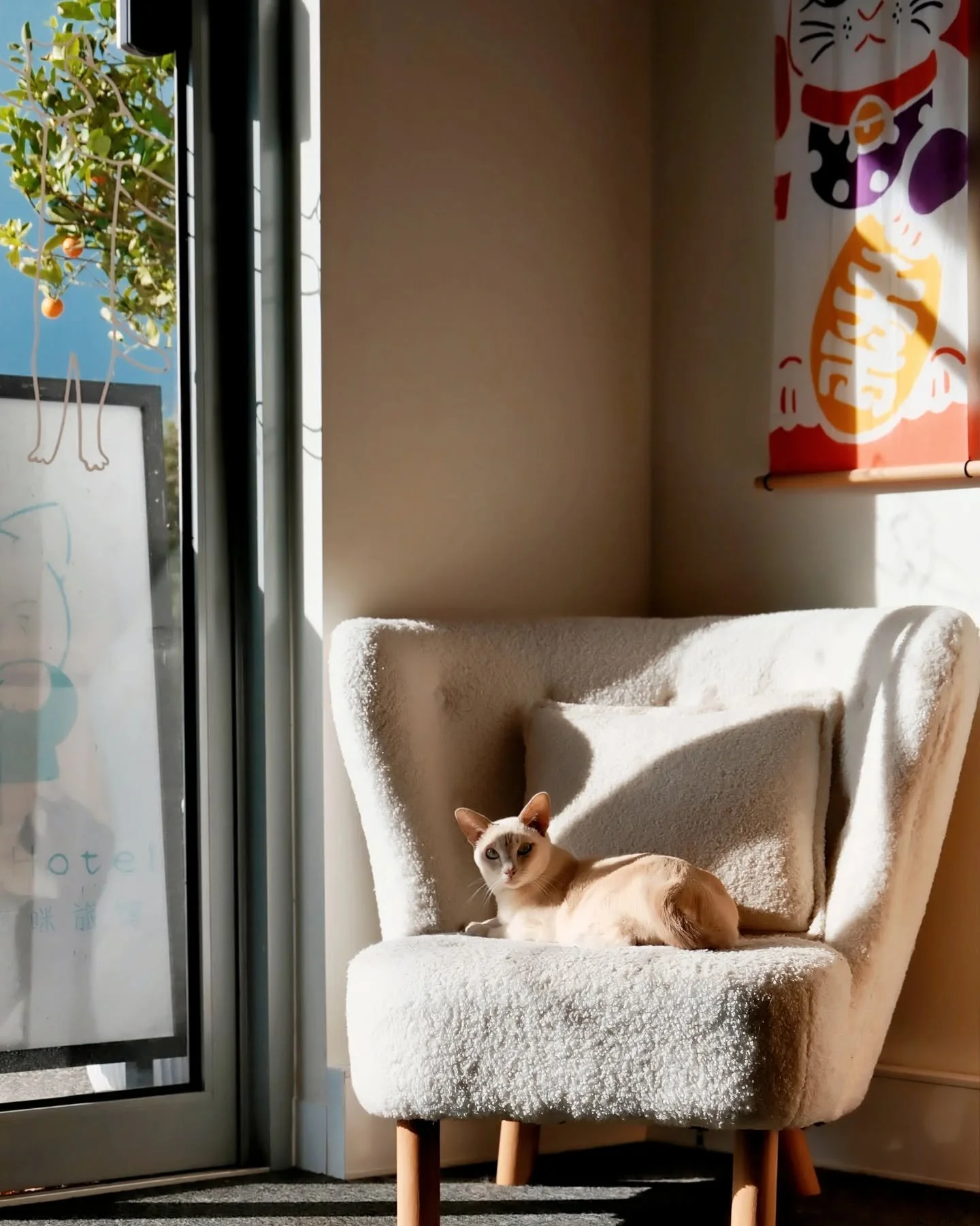 Purr-fect Stays Are Going Fast! Our June &amp; July rooms are nearly full &ndash; book now before your kitty misses out!

#melbourneboarding #melbournefoodie #melbournecatsitter #melbournecattery #mel #melbournecats #melbmoment #melbourne #mel #schoo