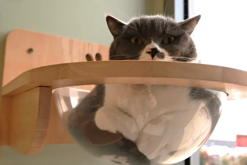 Cat Boarding vs Pet Sitting: Which Is Better for Your Cat?