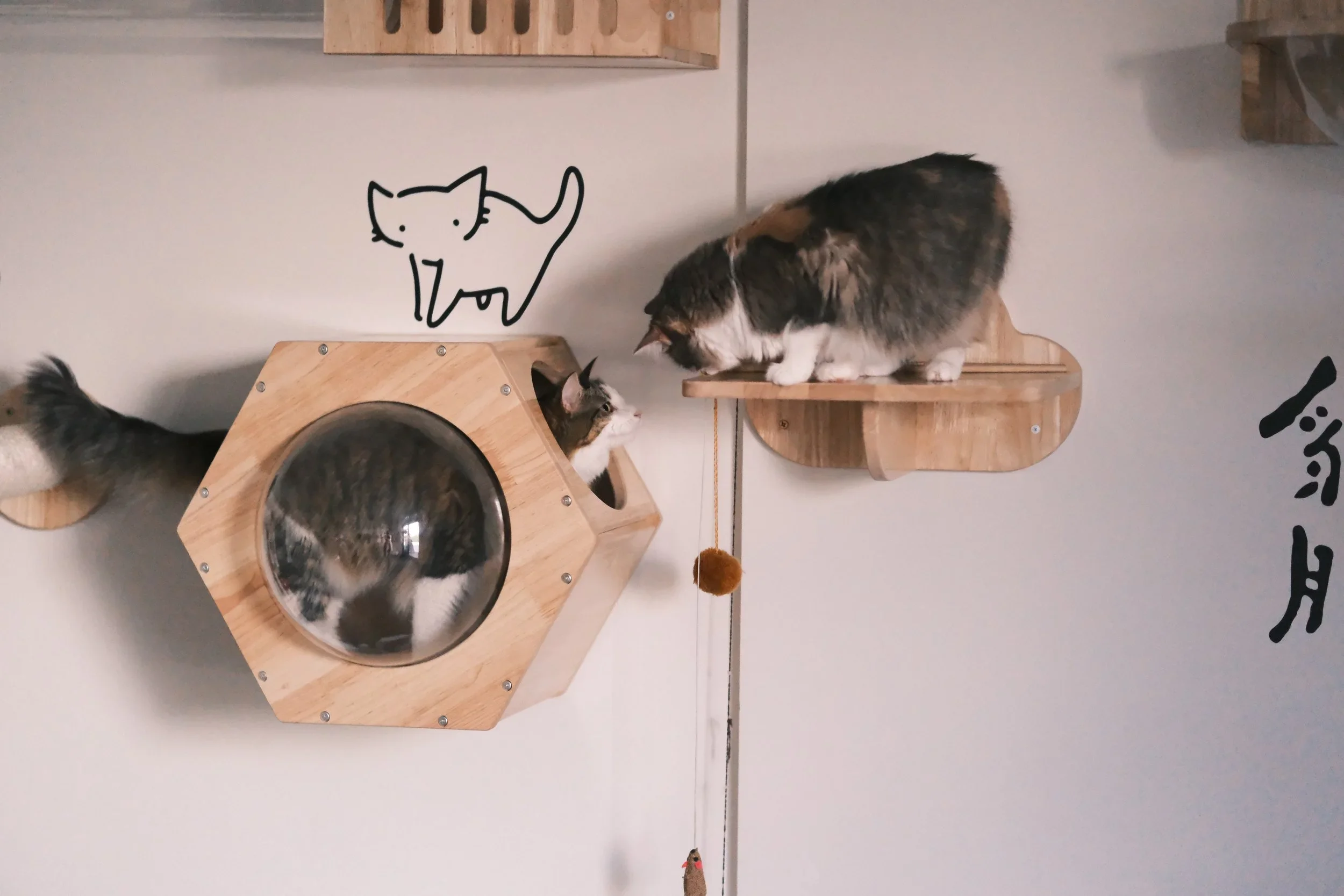 Does Pet Insurance Include Cattery Fees?