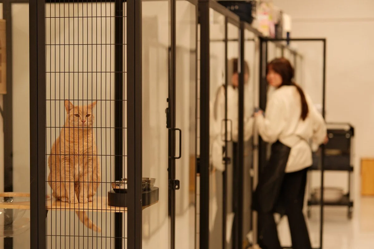 How To Settle A Cat After Staying In A Cattery?