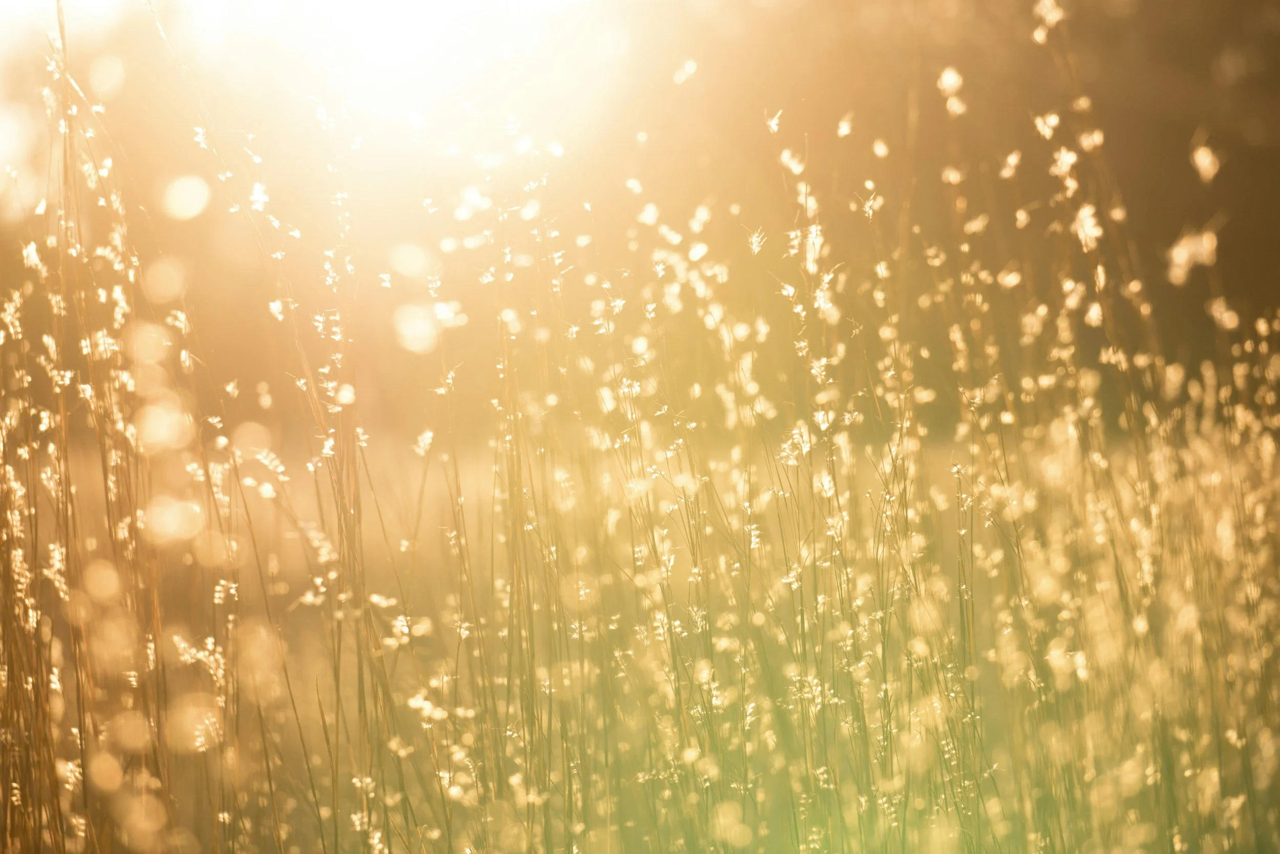 Your daily prompts for June 2025: Light