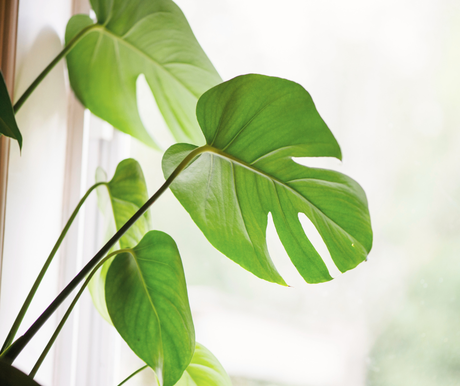 Your daily prompts for February 2025: Self-care