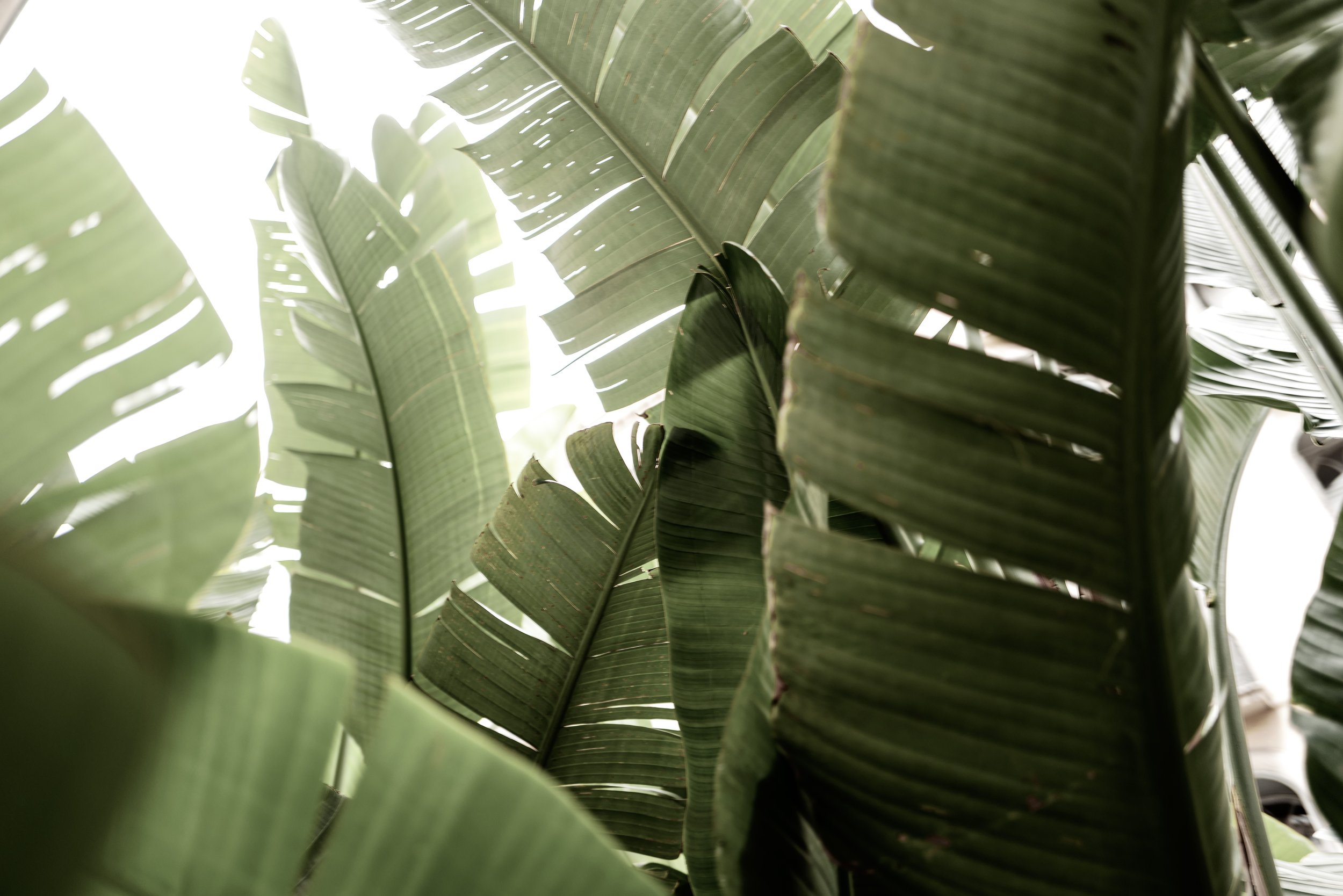 Background image of palm leaves on RCL Media's team section.