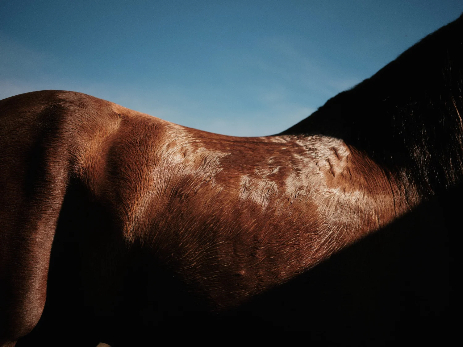 CLOSE-UP OF A BROWN HORSE'S BODY AND BLACK MANE AGAINST A BLUE SKY.