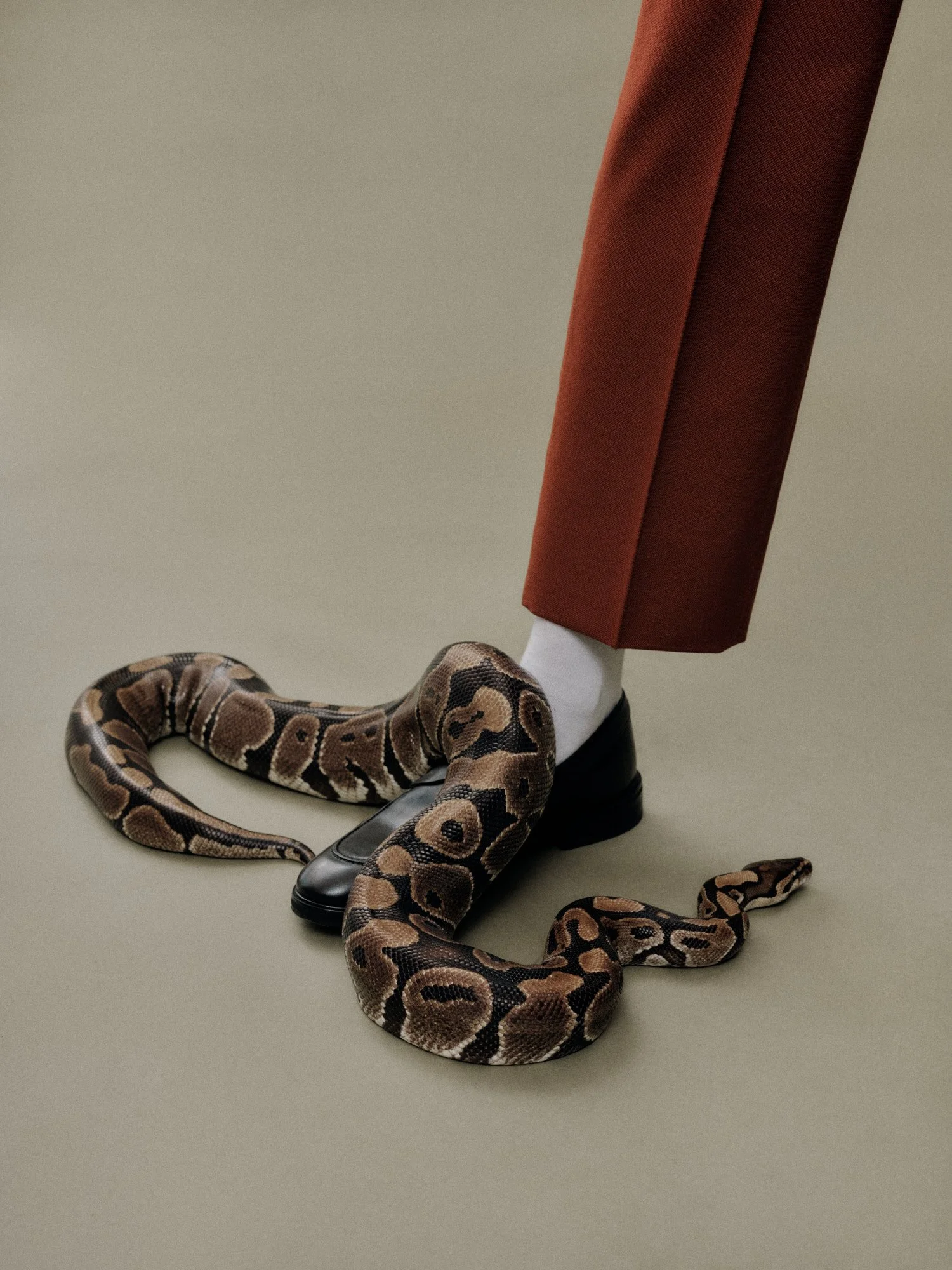 A LEG IN BROWN TROUSERS, WHITE SOCK, AND BLACK SHOE, WITH A SNAKE COILED AROUND THE SHOE AND THE LEG ON A PLAIN BACKGROUND.