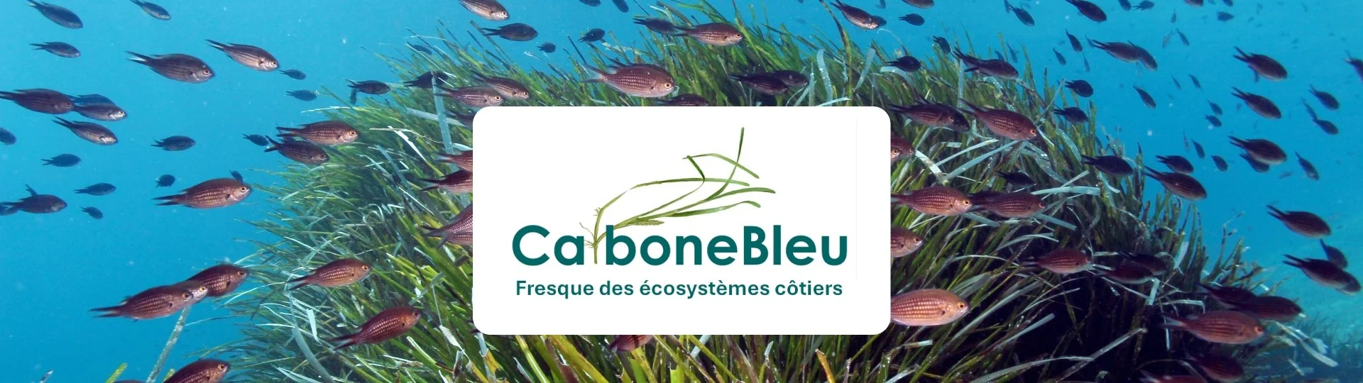 Fresque du carbone bleu et des Posidonies (Automne des calanques)