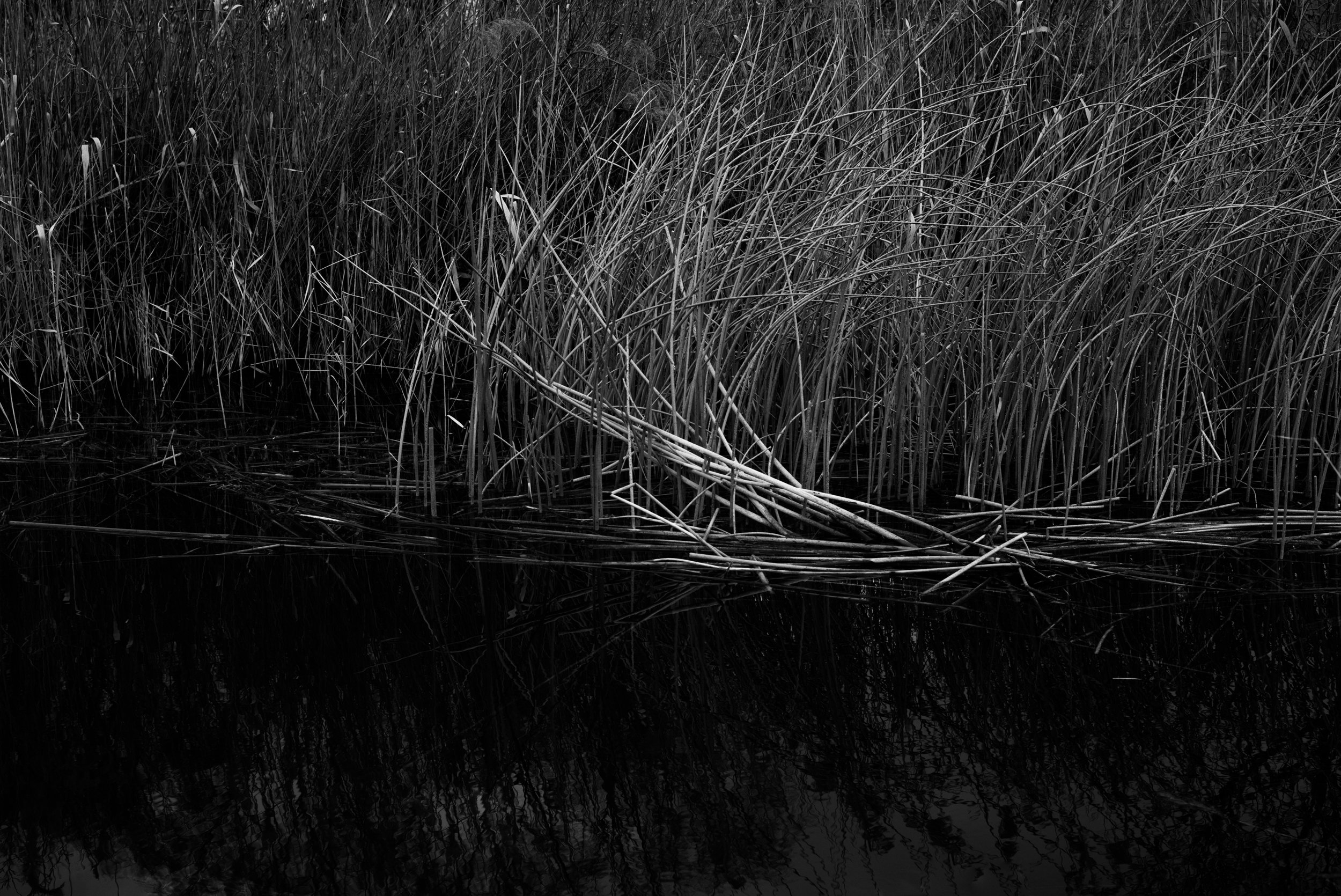 Wicken Fen, Cambridgeshire