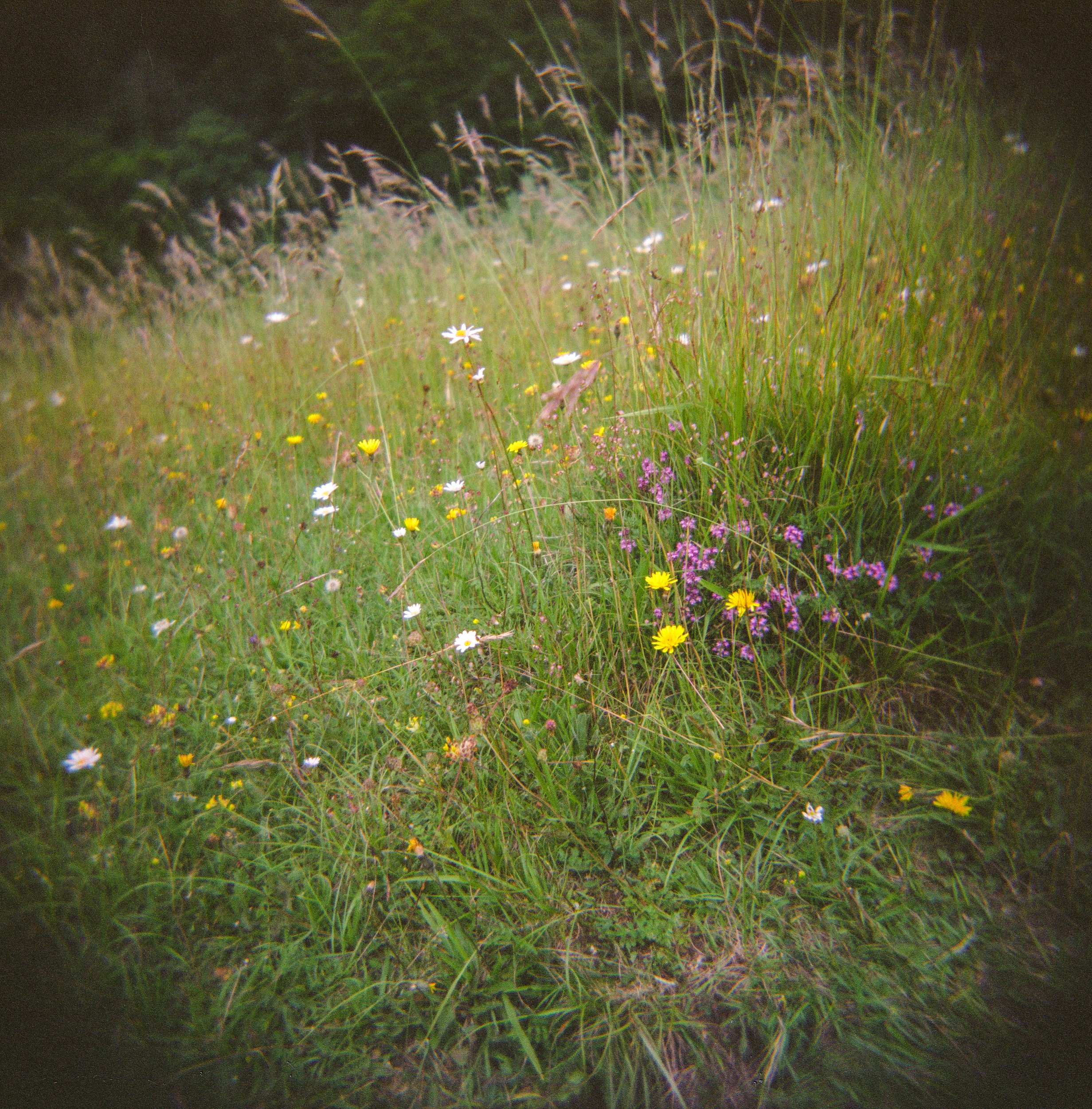 Rough Bank, Gloucestershire