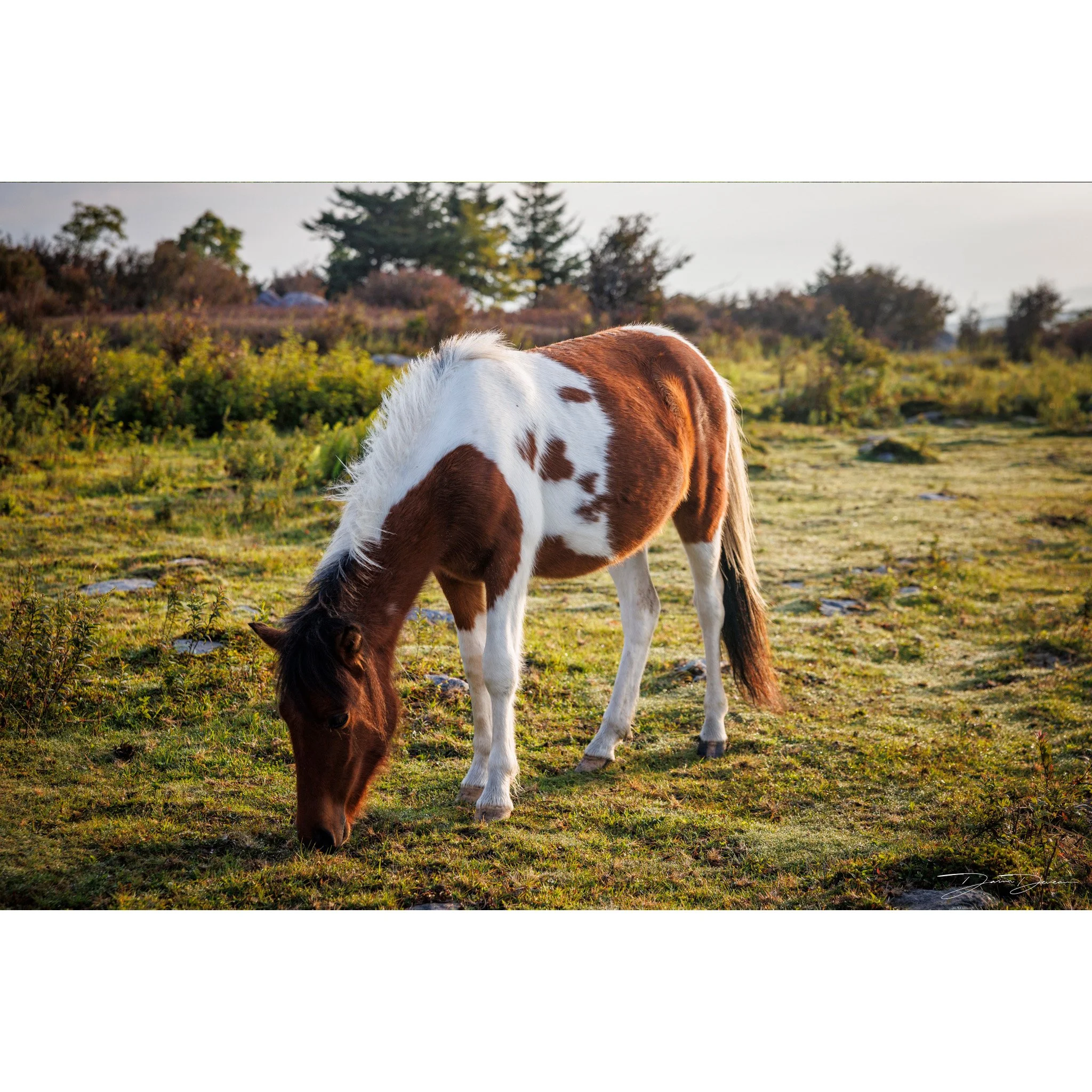 Grayson Horse 2.jpg