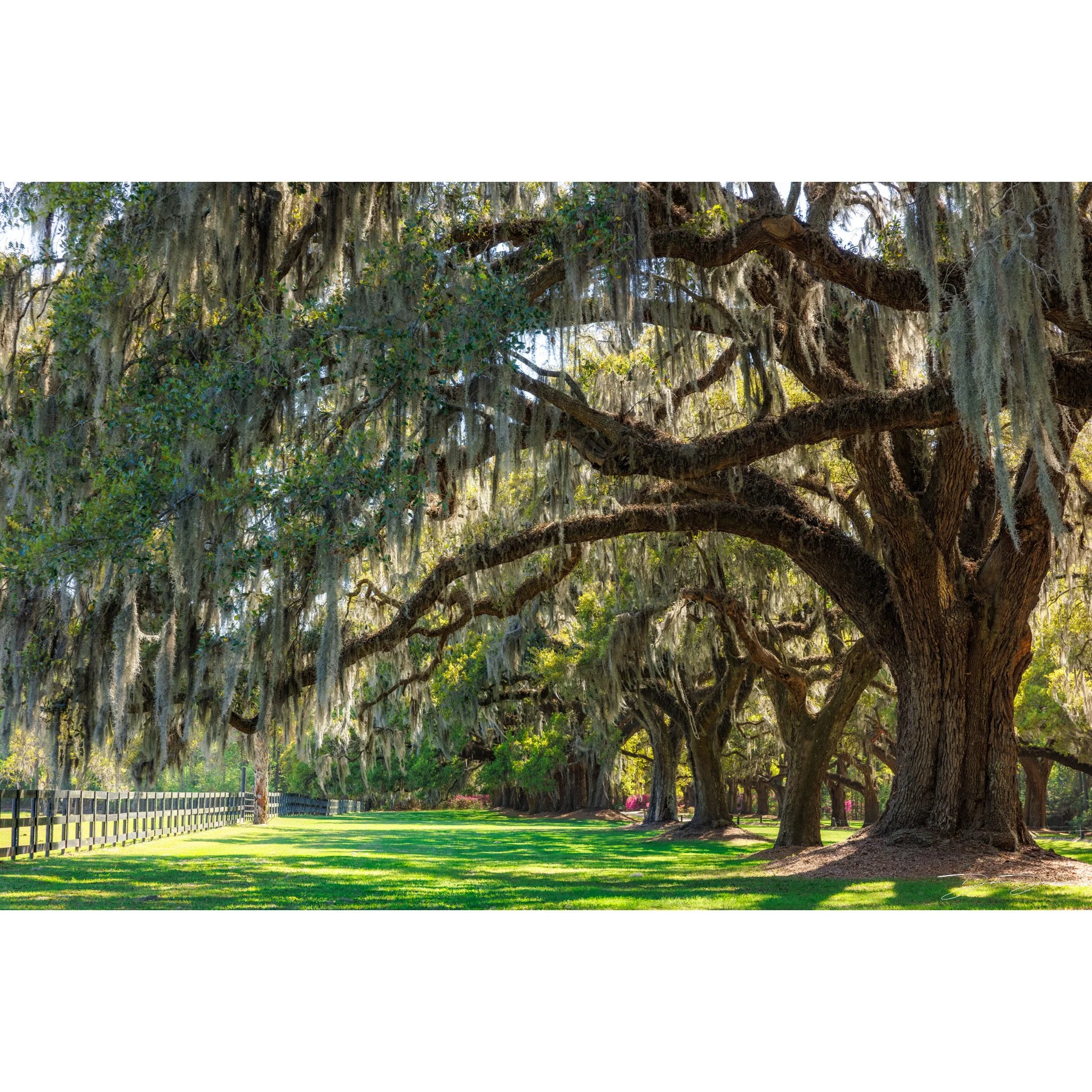Boone Hall.jpg